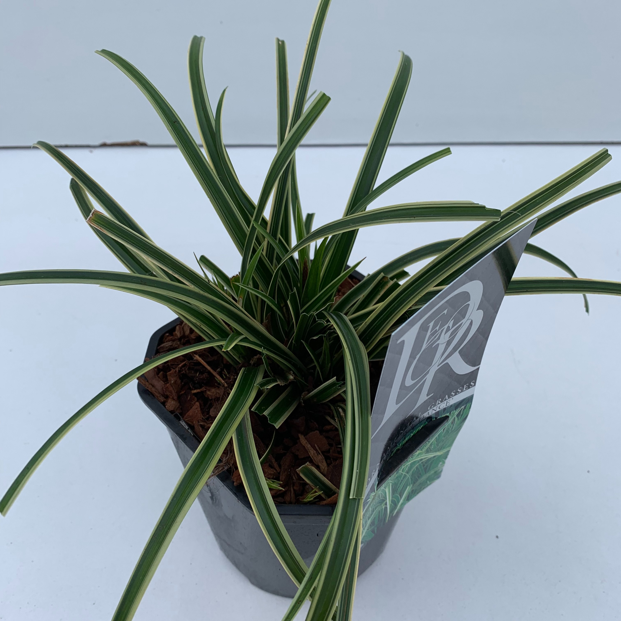 Carex 'Ice Dance', D 17