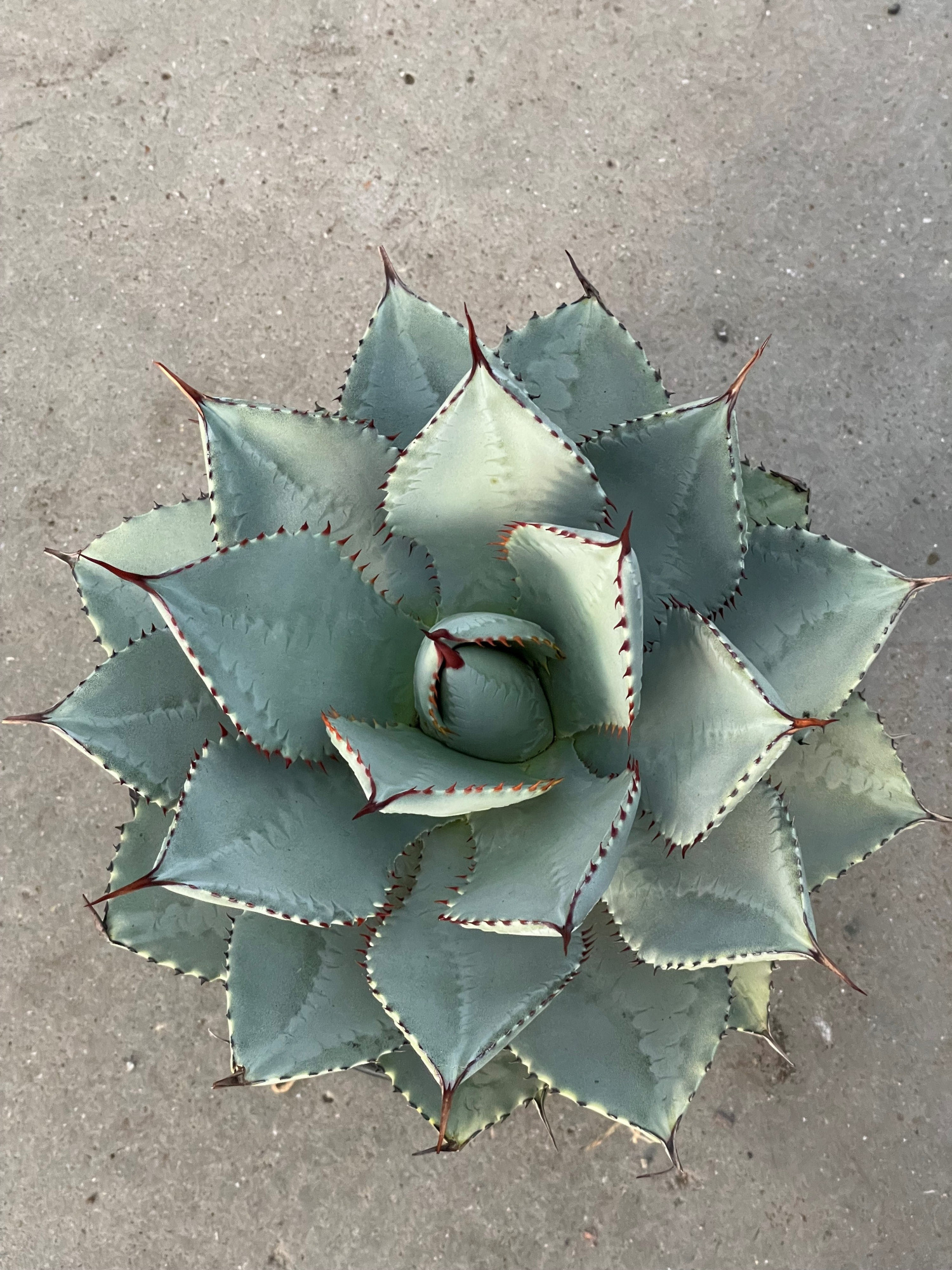 803 Agave Potatorum 25, D 25