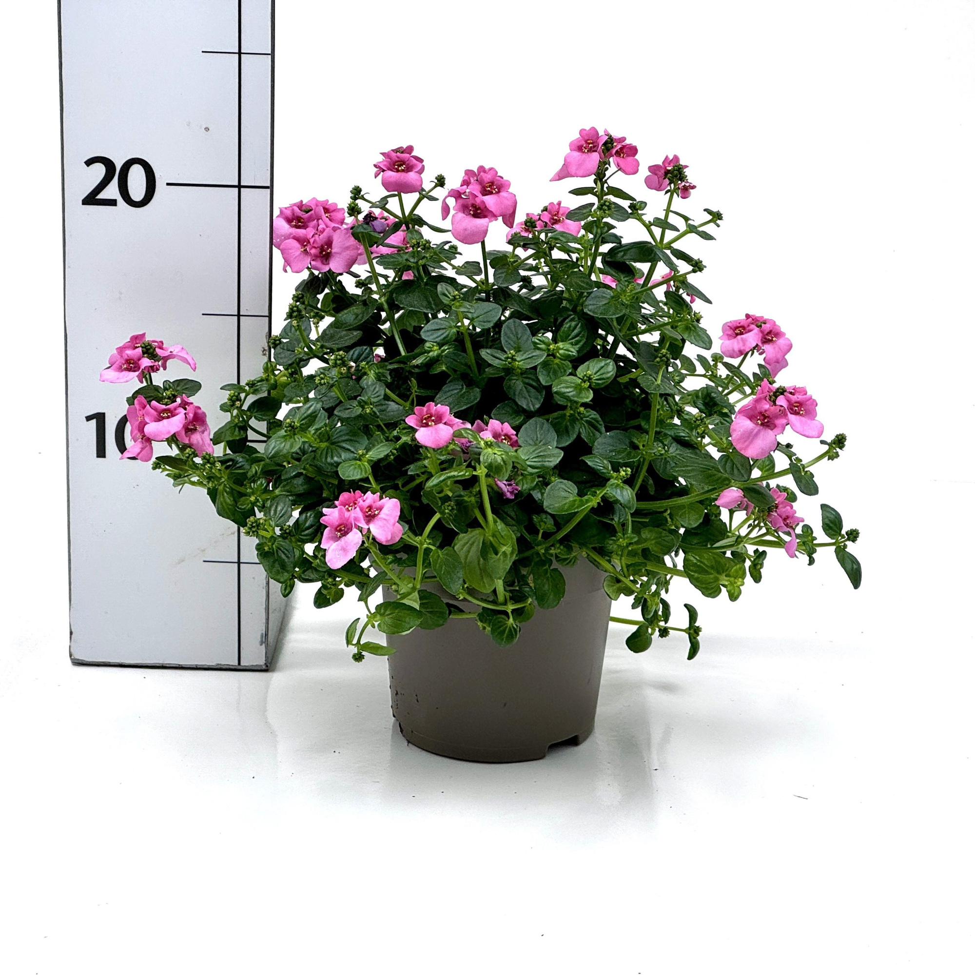 Diascia barberae, D 10,5