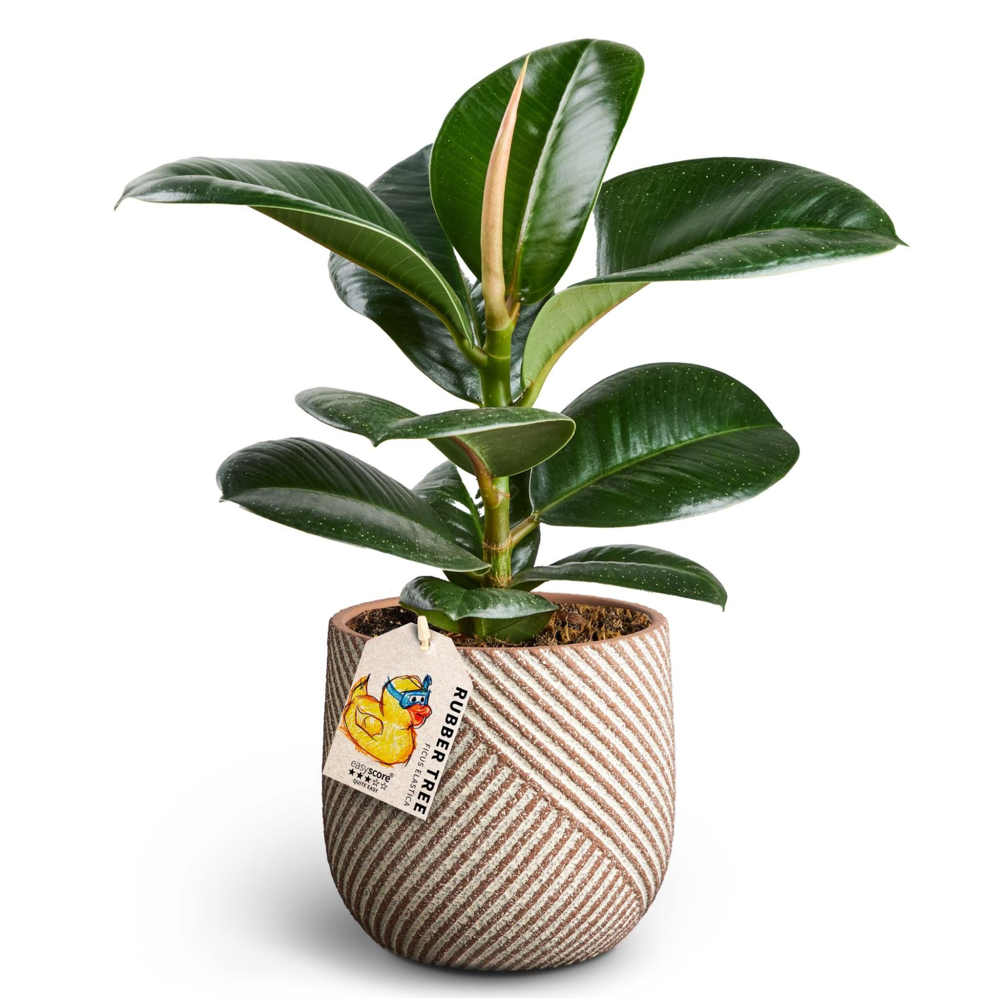 Grove Nougat, Ficus elastica ´Sofia', D 12 cm