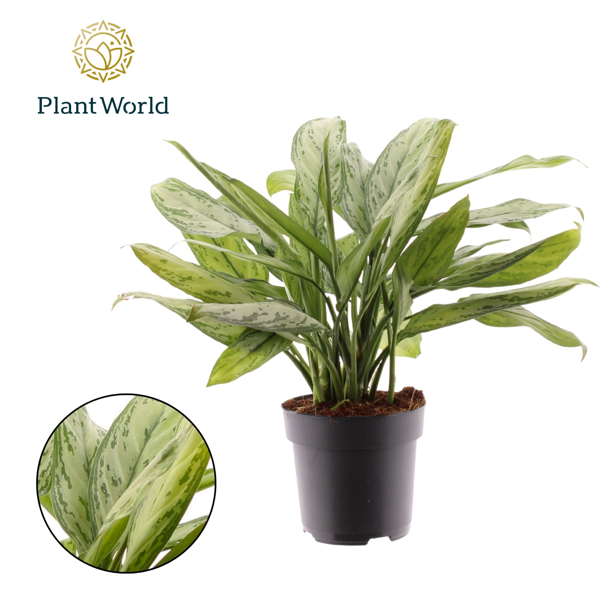 Aglaonema Silver Queen, D 17 cm