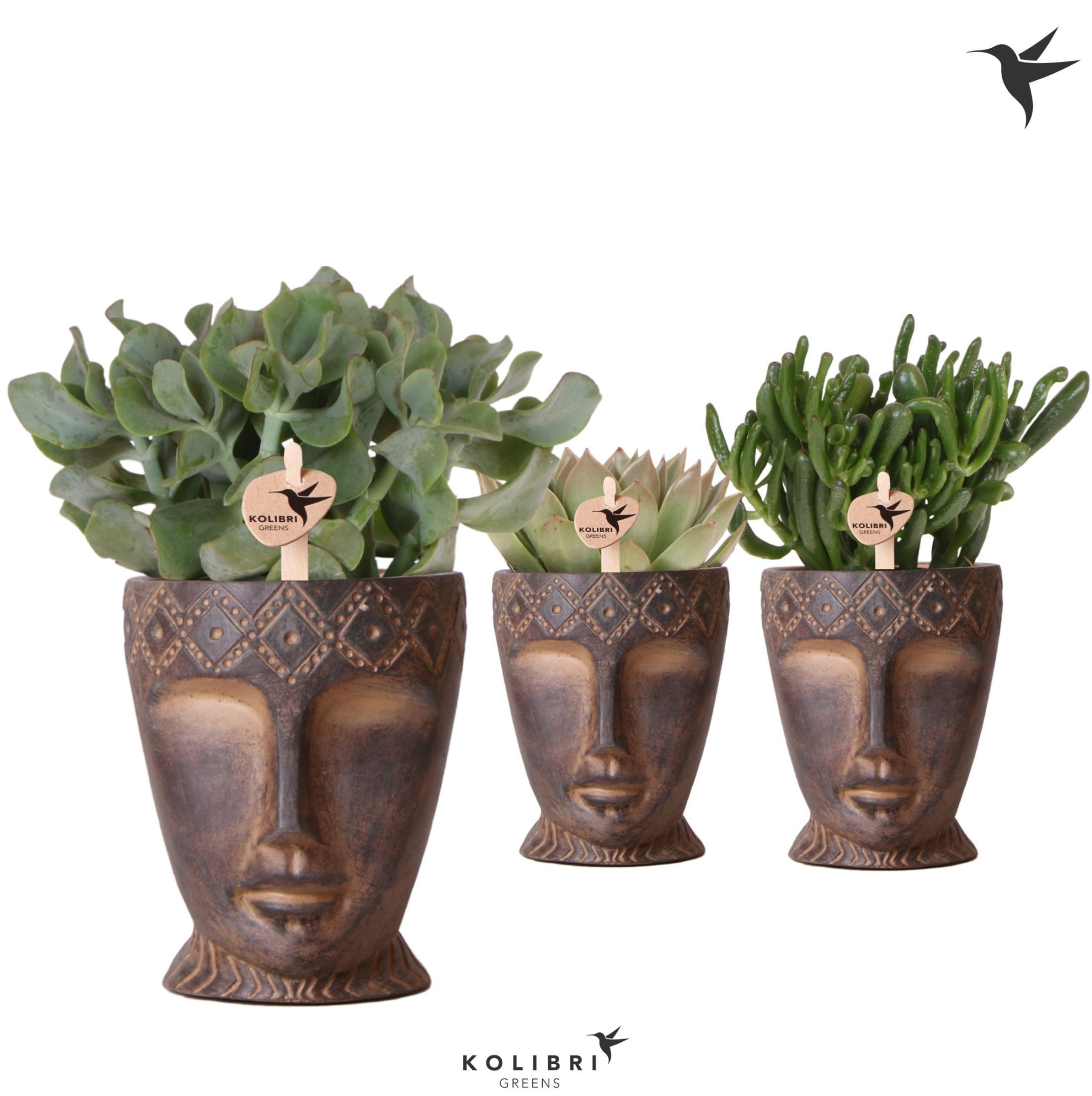 Kolibri Greens Succulenten mix in Totem Mask pot, D 12 cm