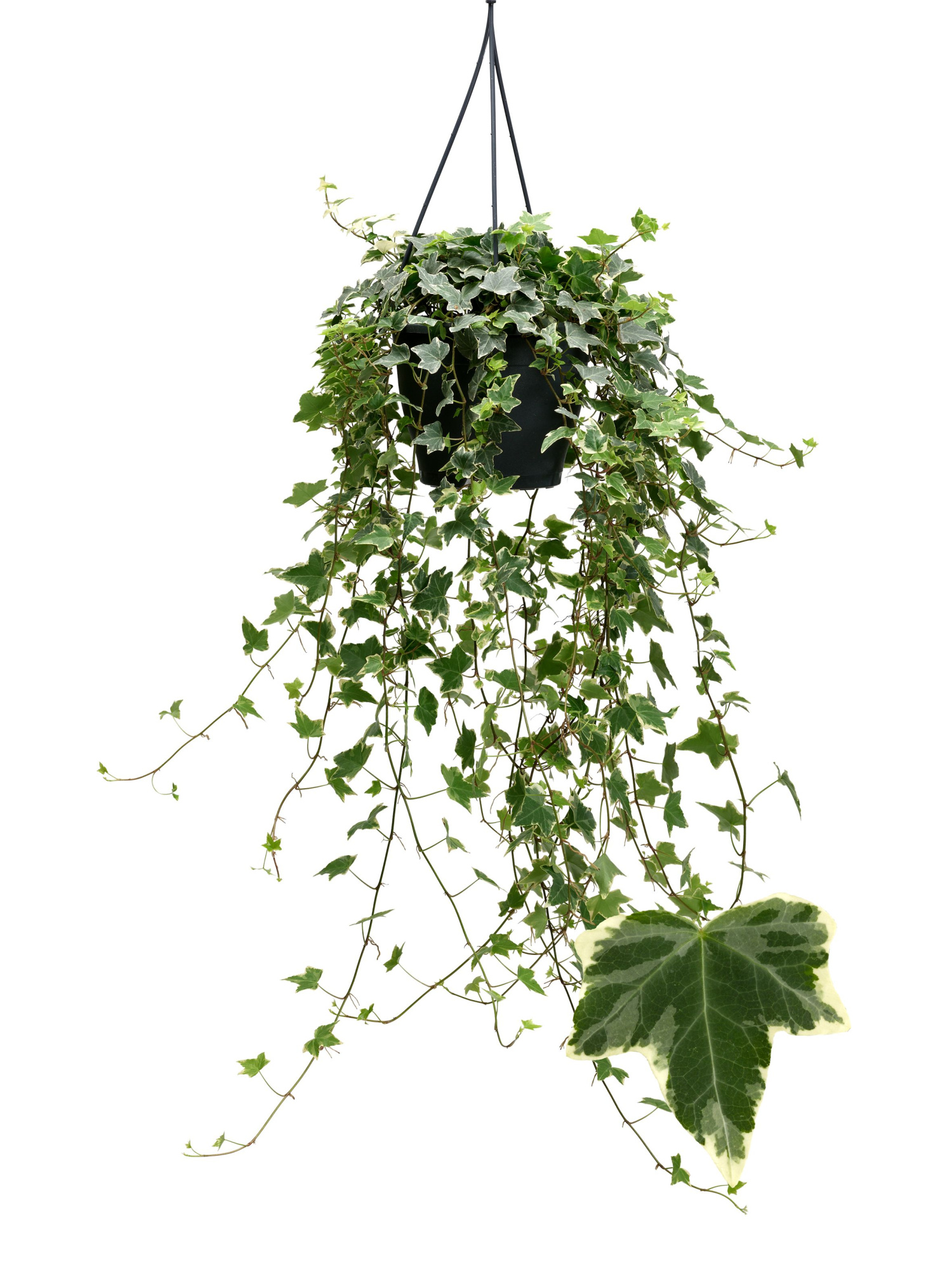 Witbont 19cm, D 19 cm