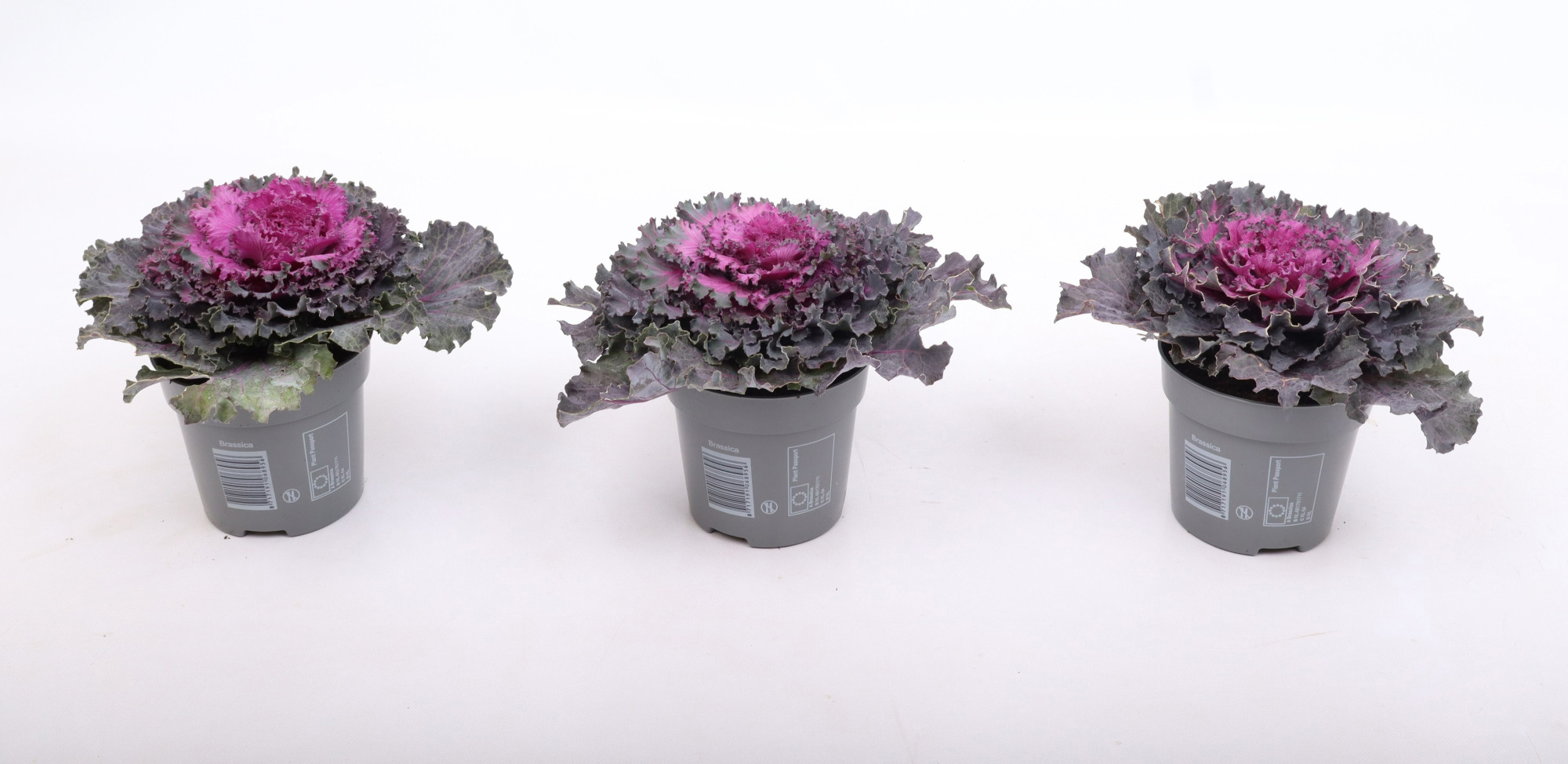 Brassica gekruld rood 10,5 cm, D 10,5 cm