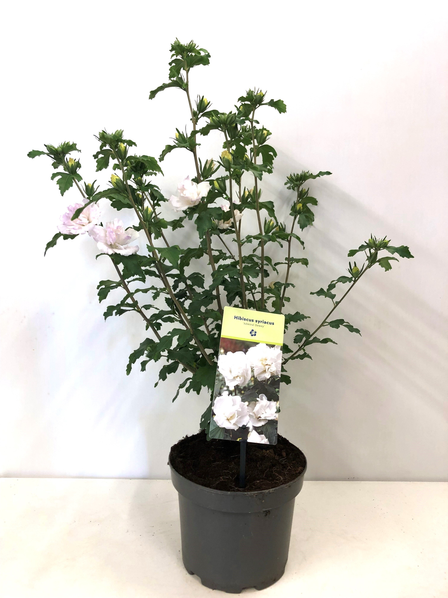 Hibiscus syriacus ' Admiral Dewey'19 cm, D 19 cm