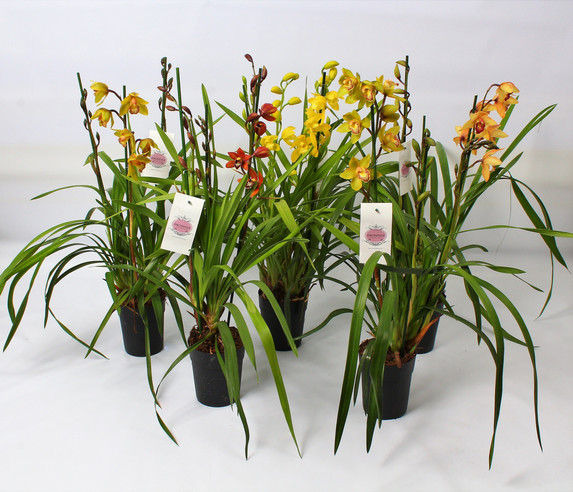 Cymbidium Italië mix 3-4 tak, D 14