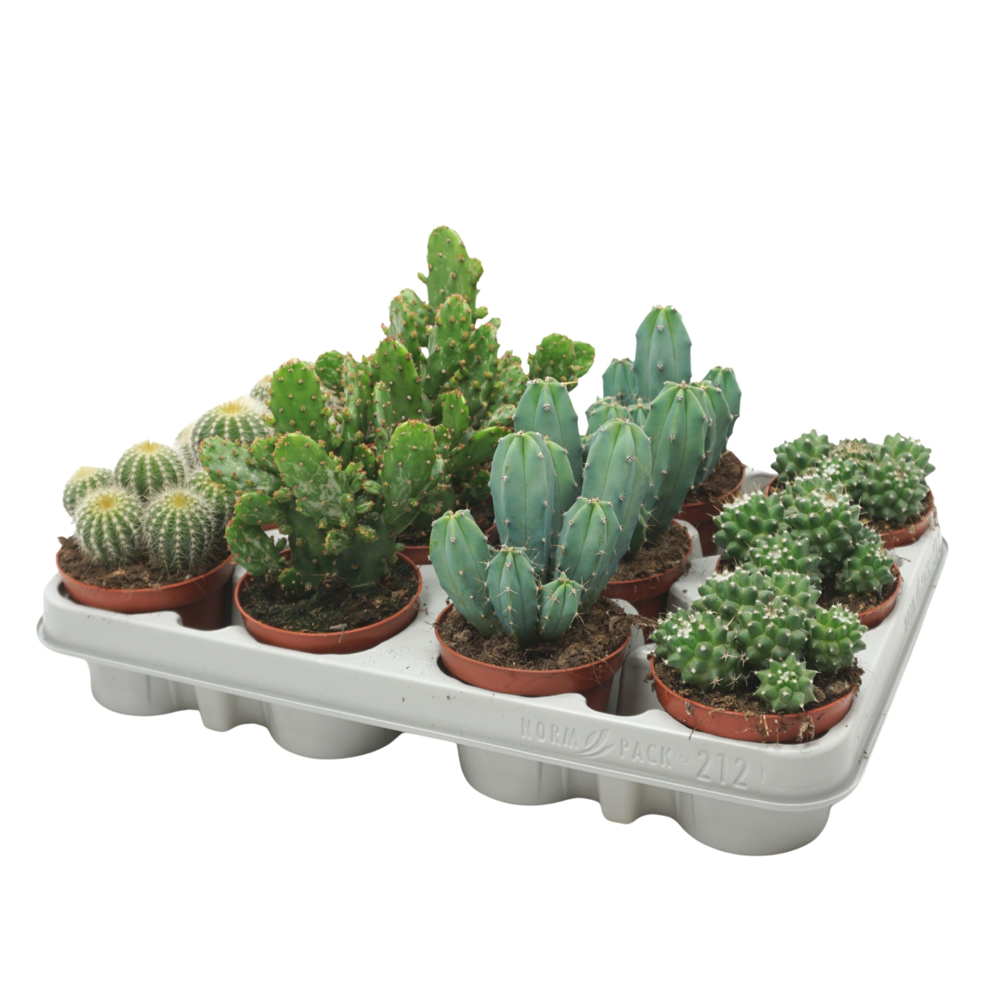 PD mix Cactus 8,5 cm, D 8,5