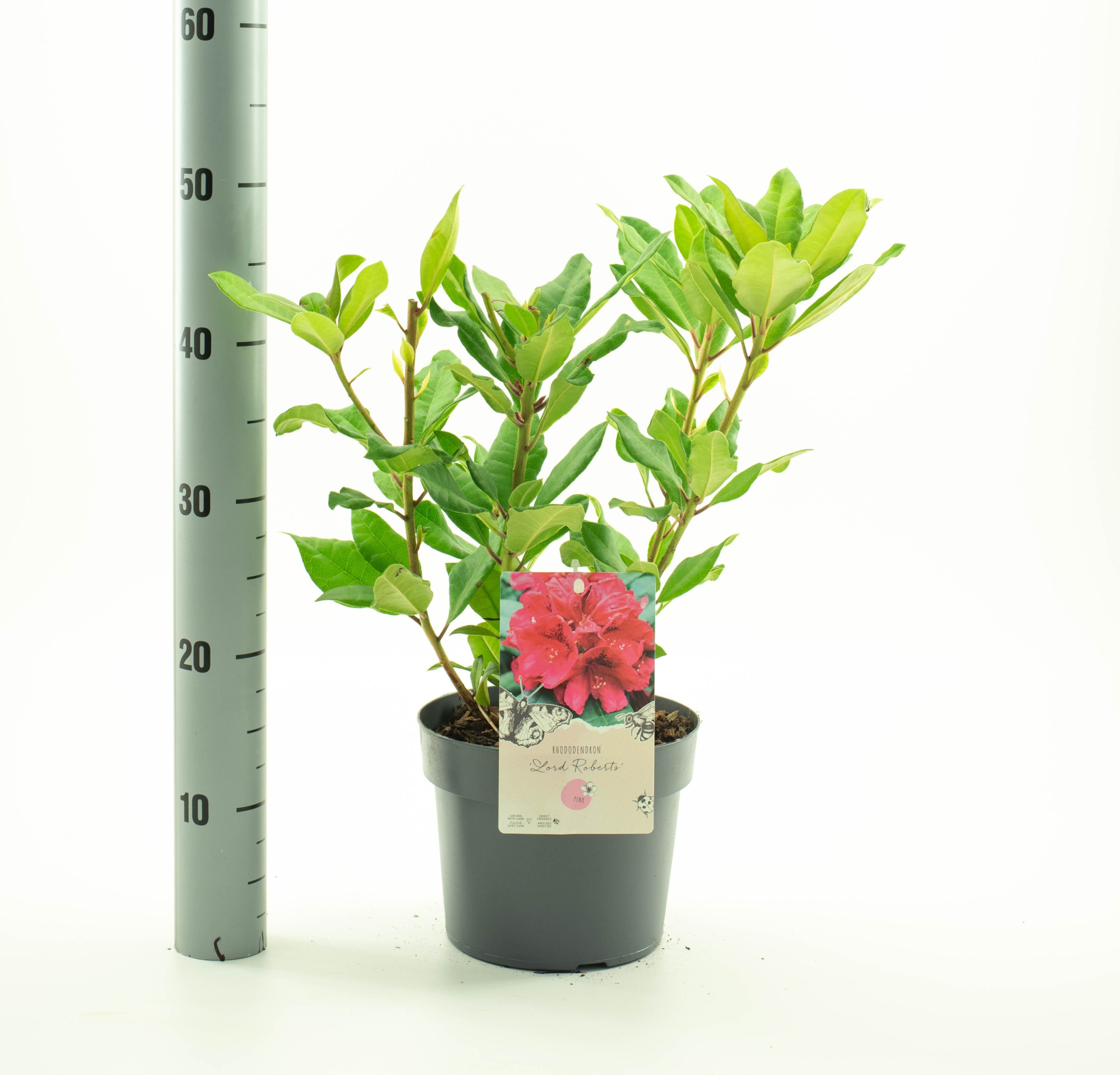 Rhododendron 'Lord Roberts', D 19 cm