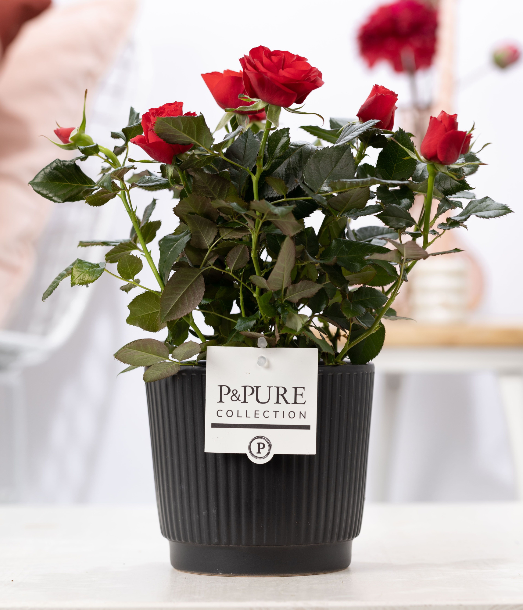 Rosa red in P&PURE Liv ceramics matt black, D 12 cm