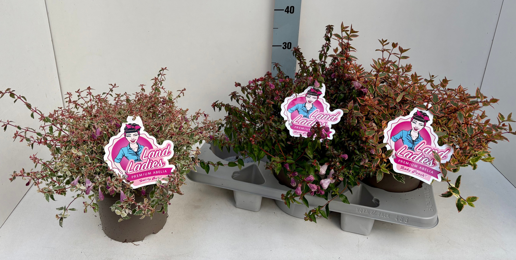 Abelia Mix in Tray 19T, D 19 cm