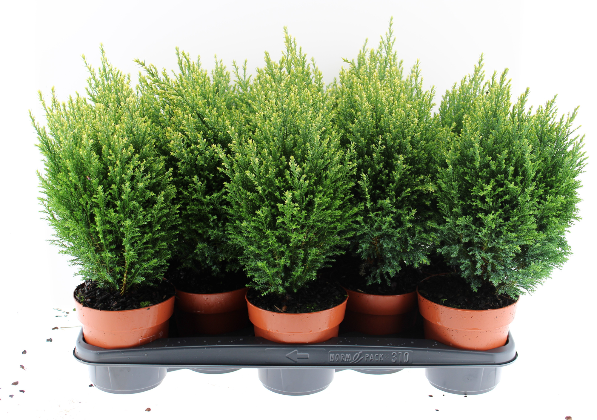 Snow White fust 310, D 13 cm