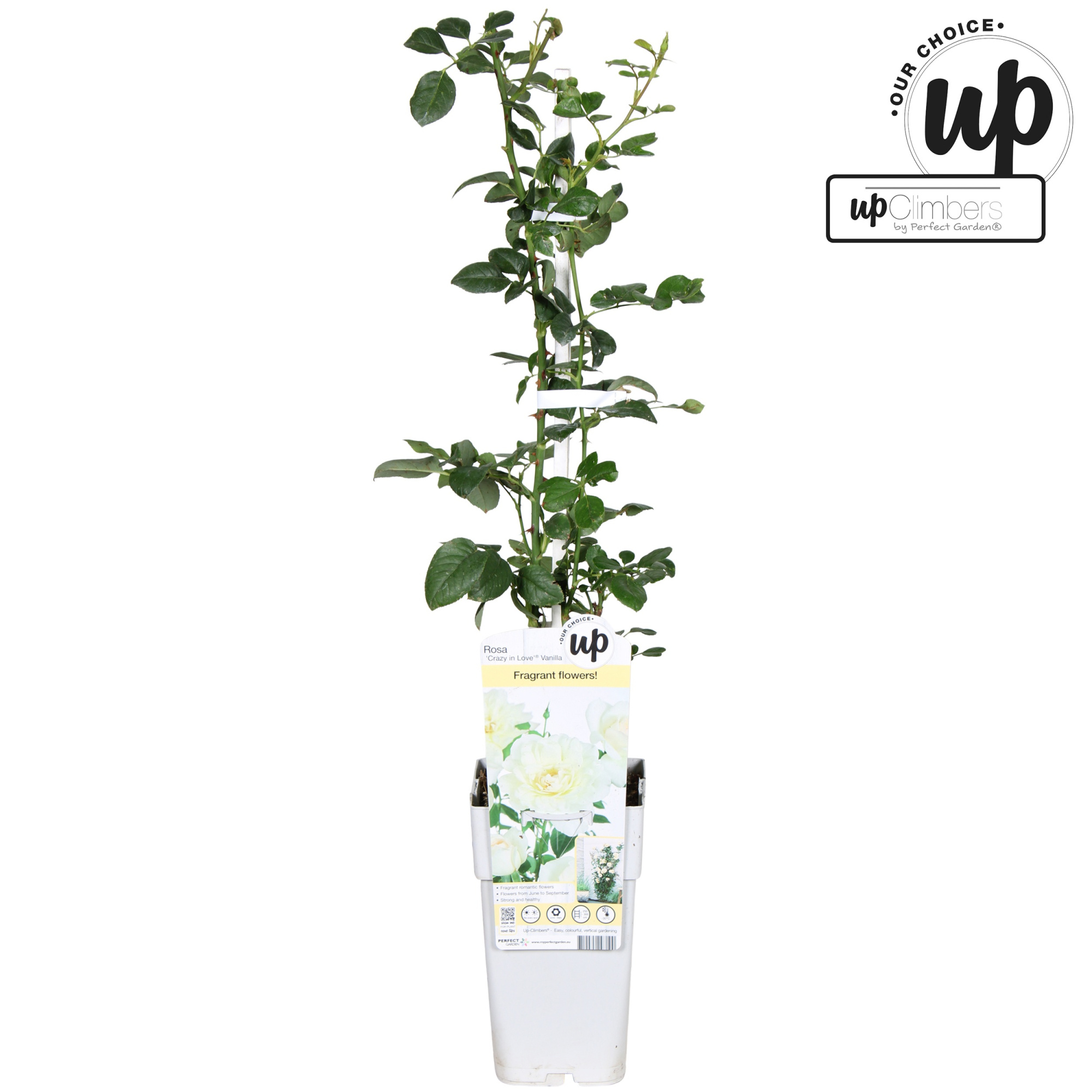 Rosa Crazy in love Vanilla P15, D 15 cm