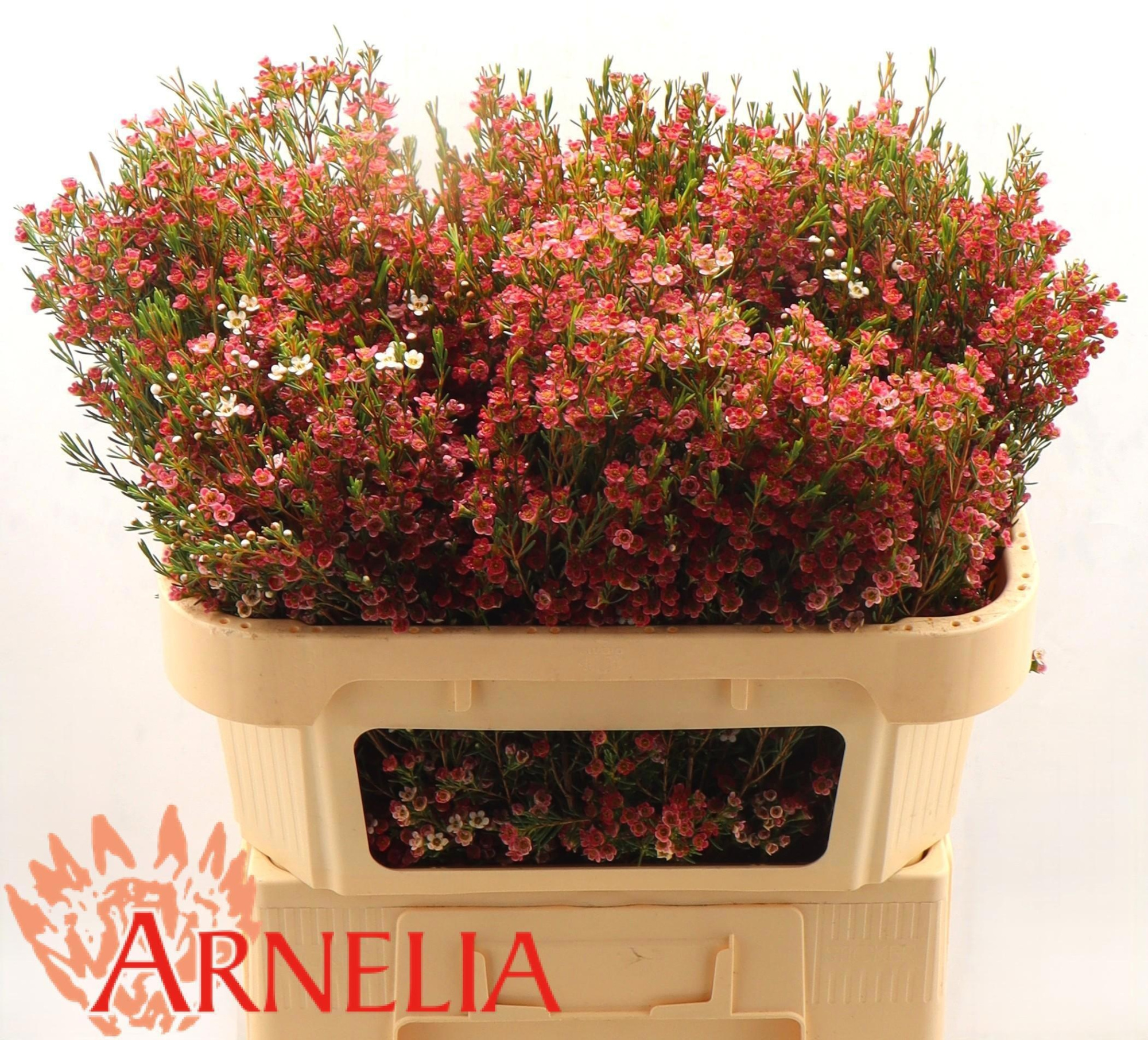 Шамелациум Май Свит Сикстин 70, шт.