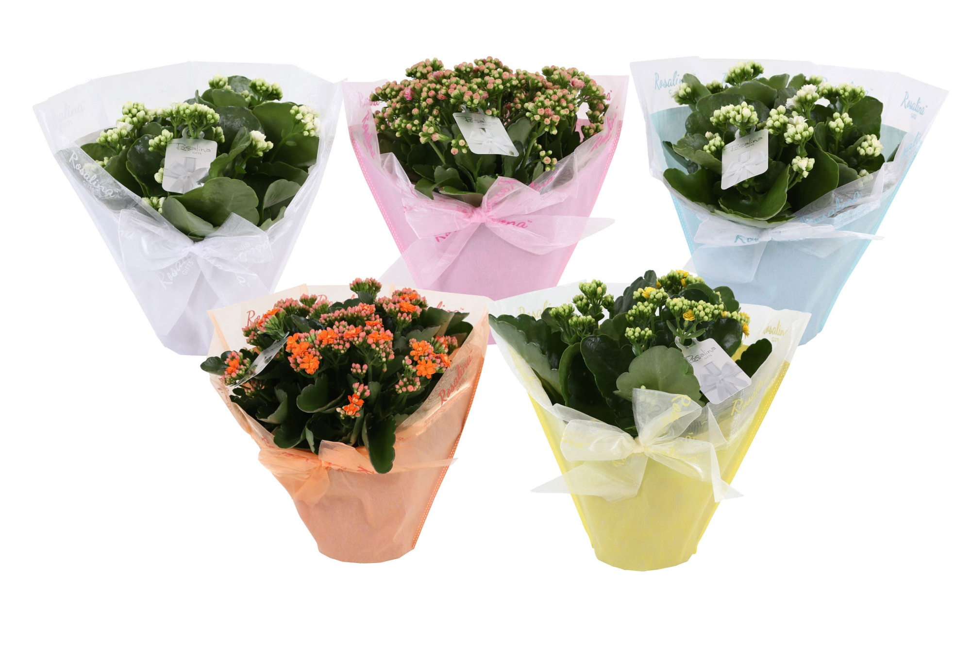 KP-730.1 -Kalanchoe Rosalina 15cm in Pastel Gifts, D 15