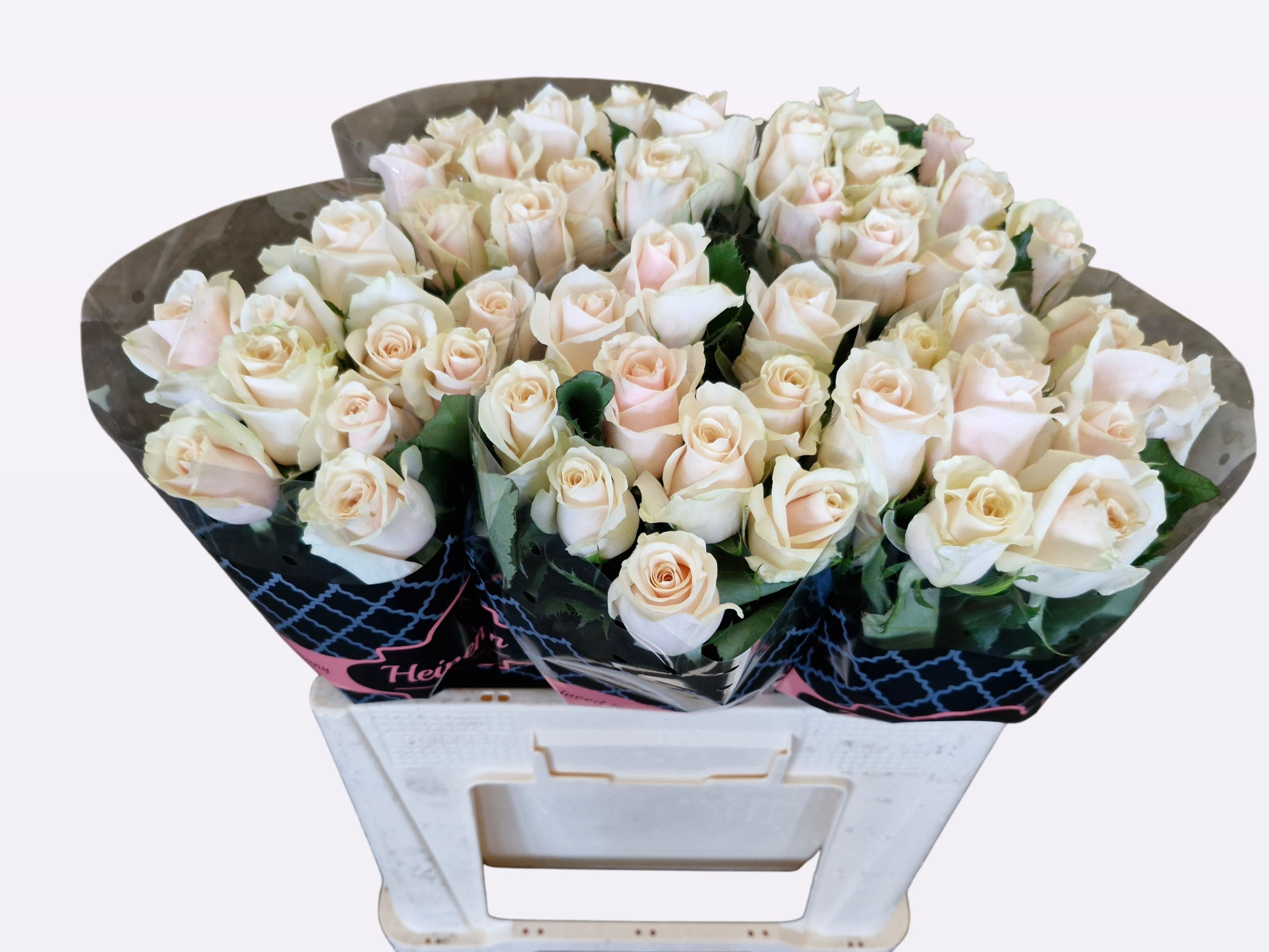 Роза од. Талеа+ 50, шт.