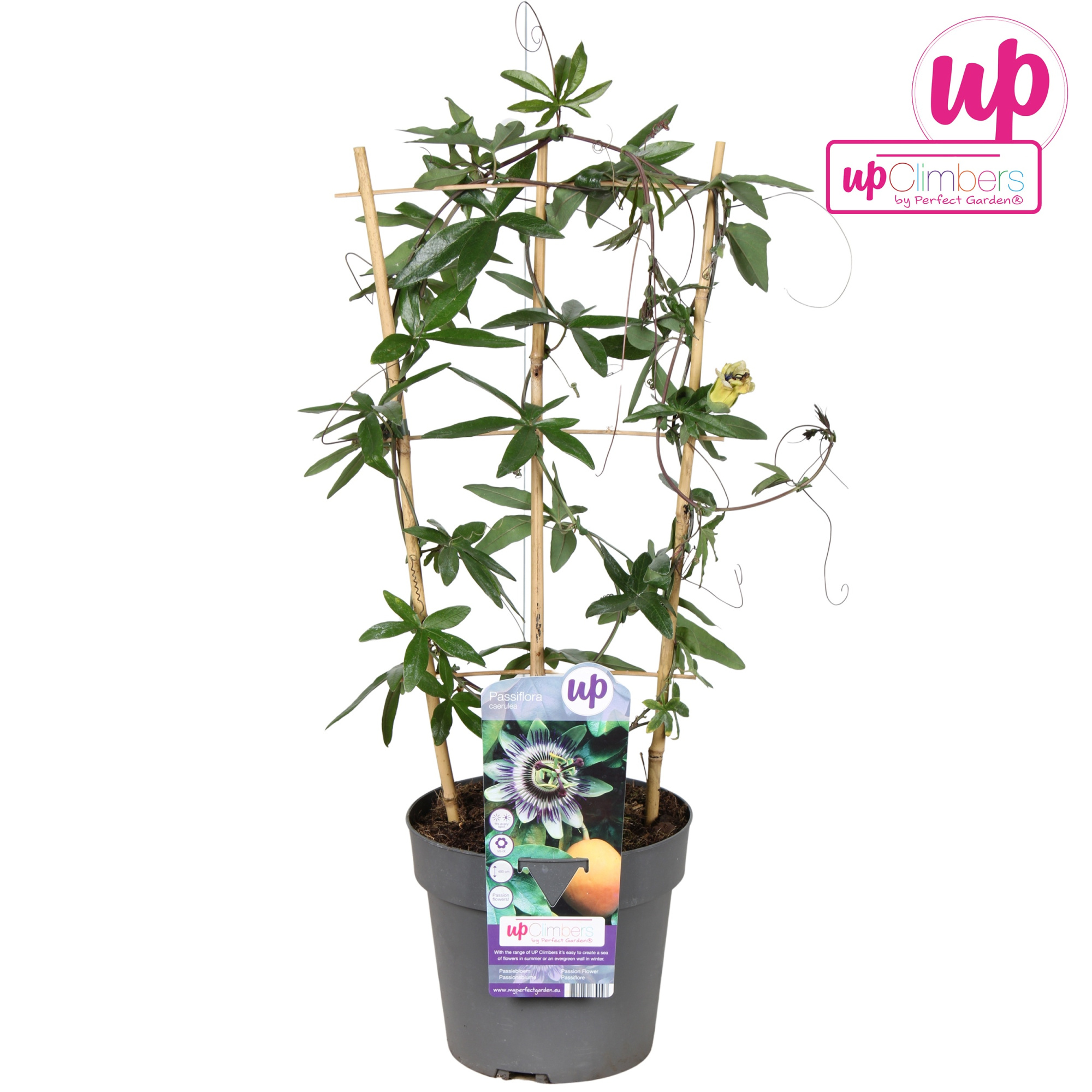 Passiflora caerulea 'Duuk'® P19, D 19