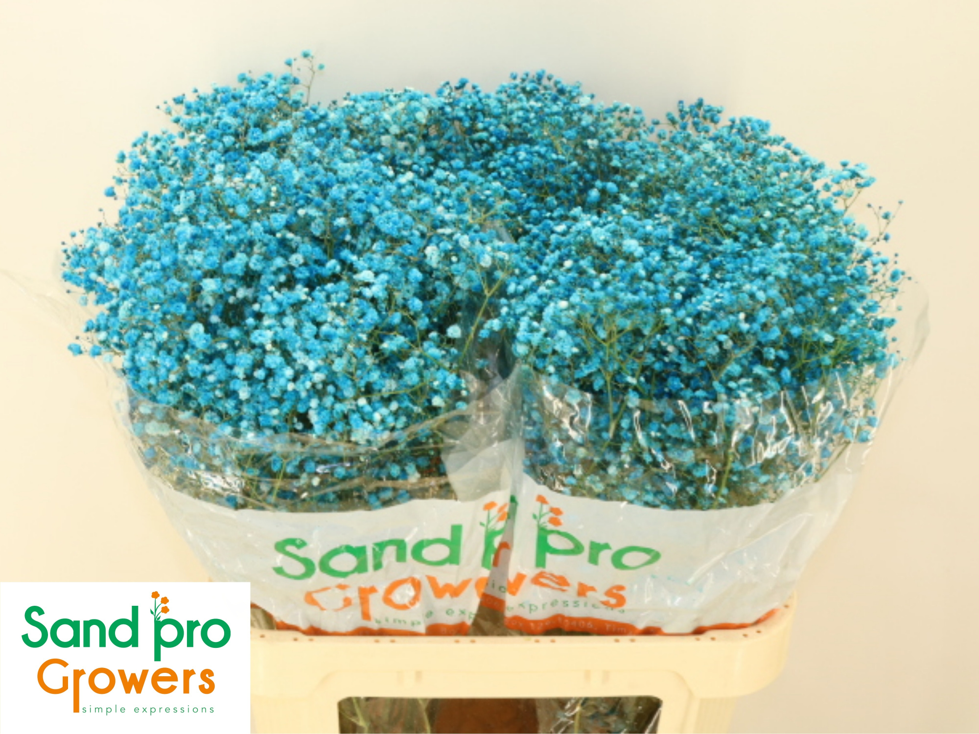 Гипсофила Овериг Крашеная (краш. ) 80, шт.