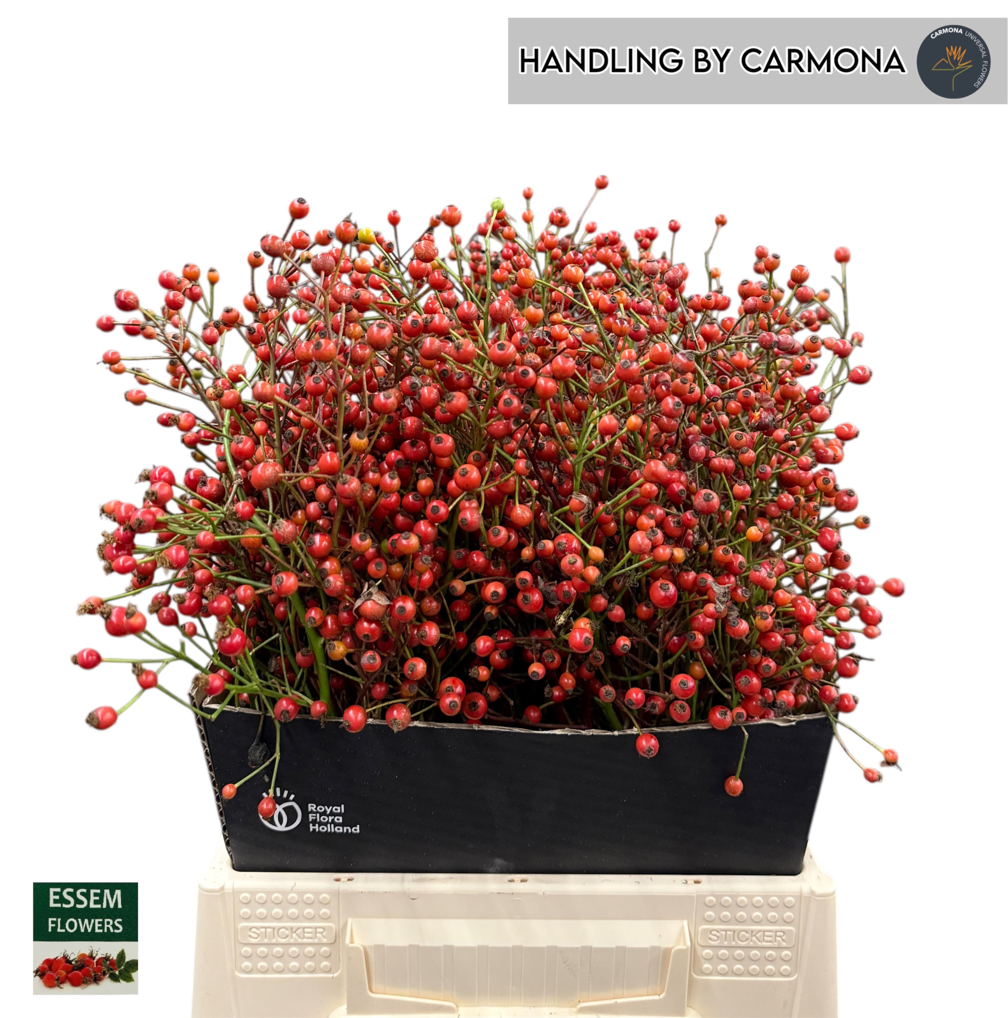 Рузботель Пленти 45, шт.