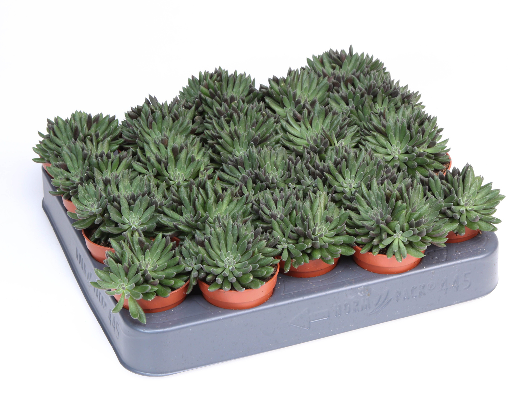 Sinocrassula yunnanensis, D 5,5