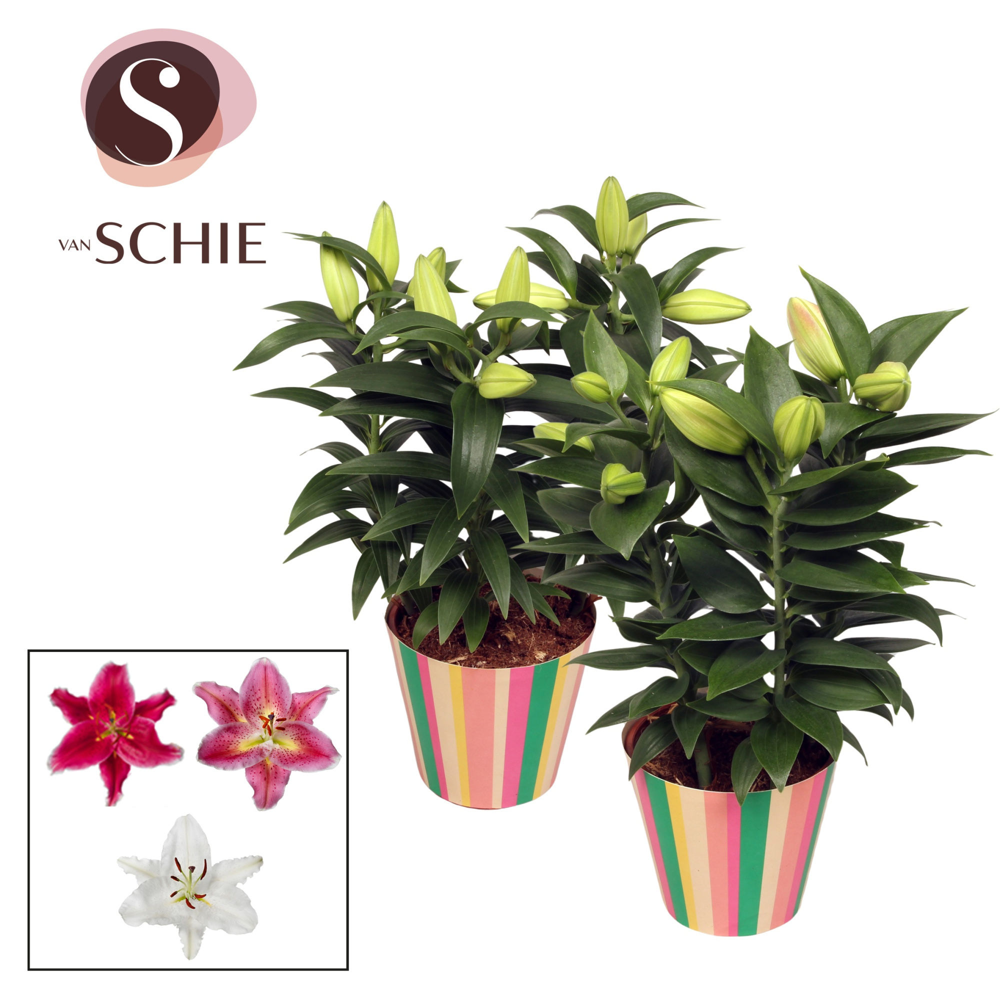 Oriental Mix 13cm potcover STRIPES, D 13 cm