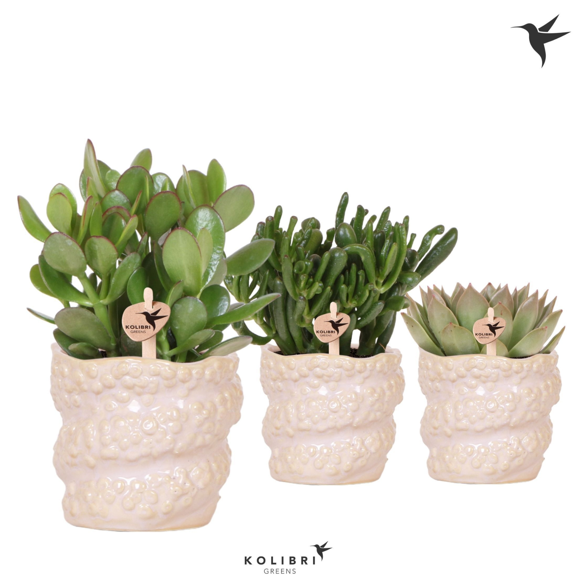 Kolibri Greens Succulenten mix in Octopus pot, D 12