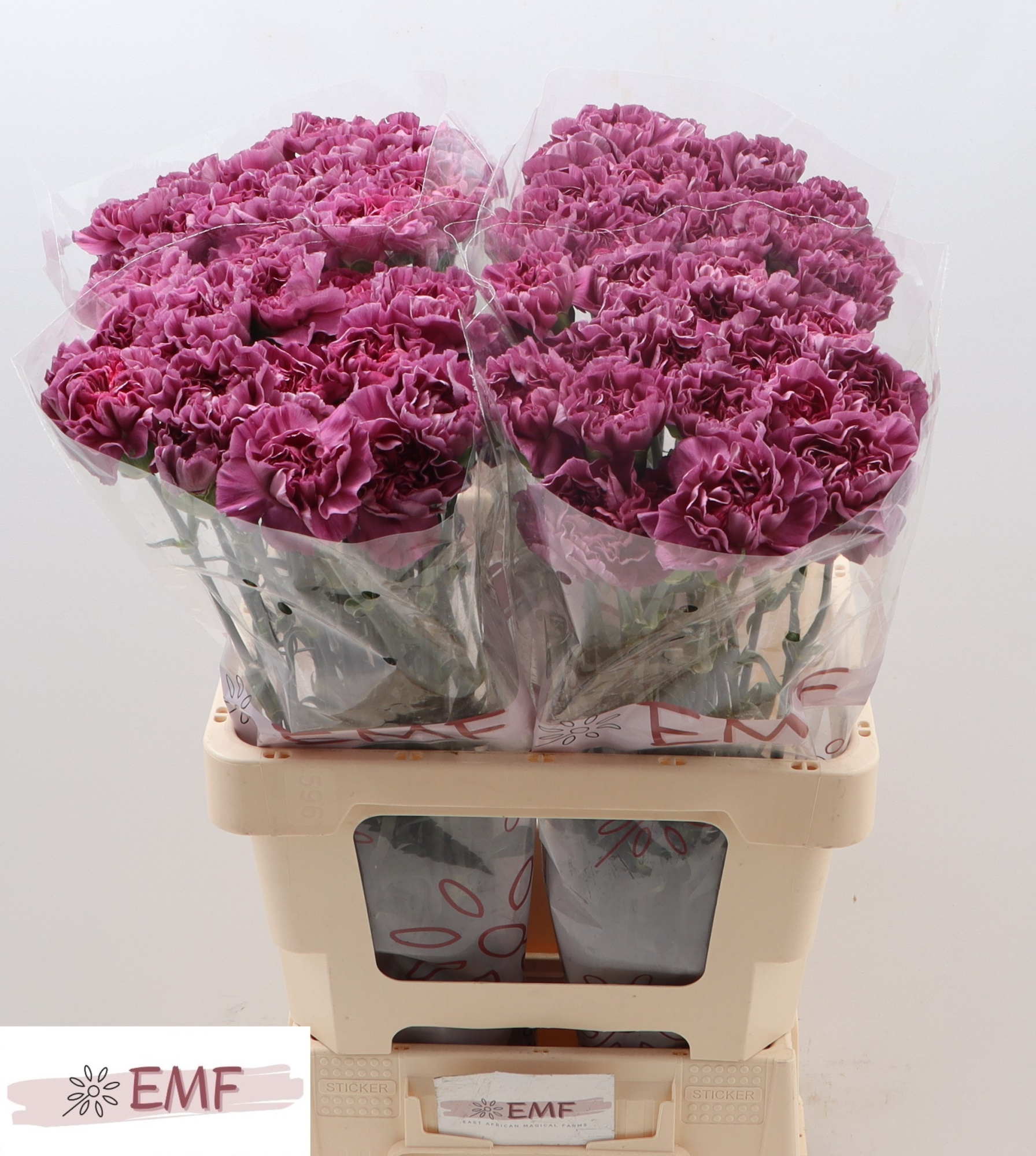 Диантус од. Мустанг, шт.