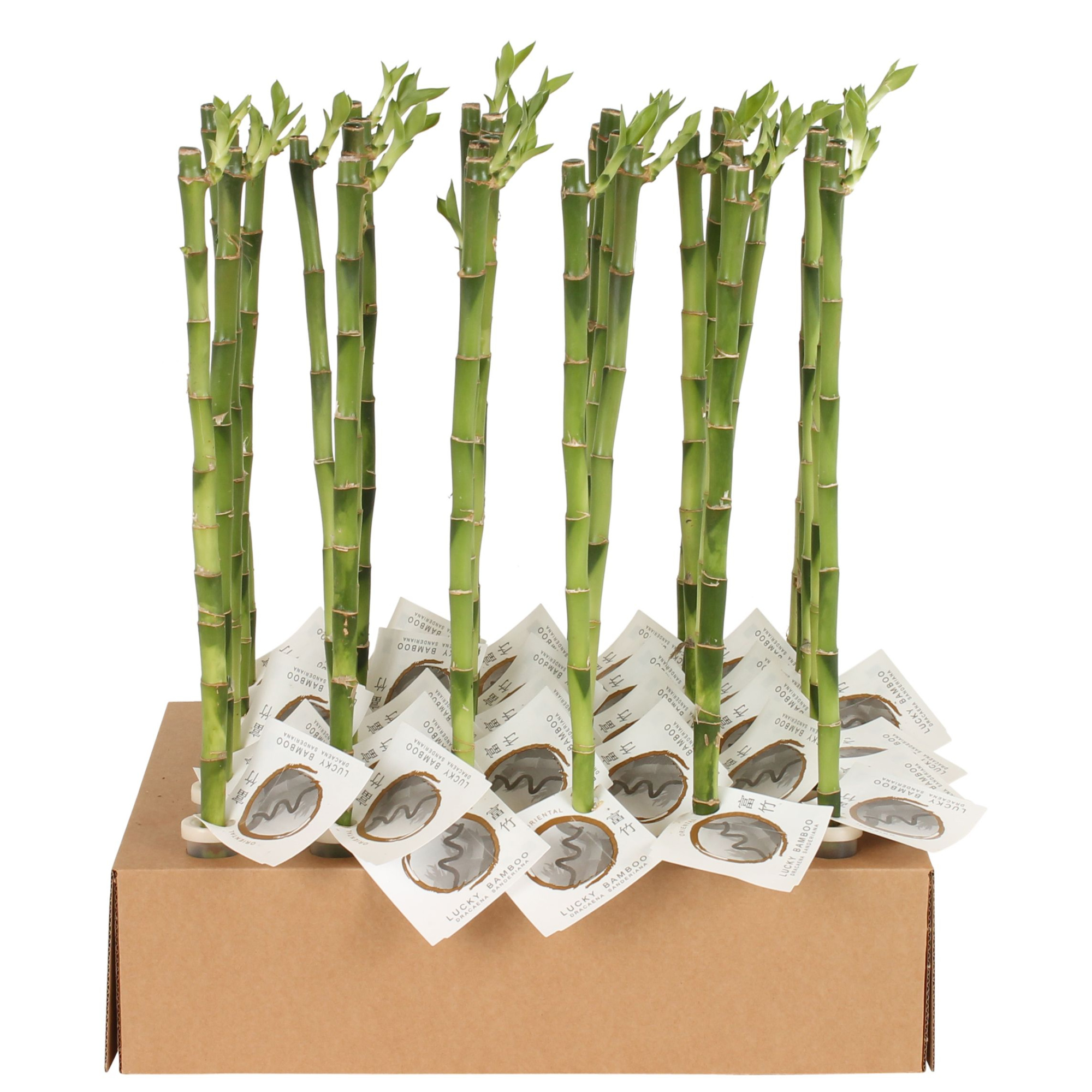 Lucky Bamboo Stem Straight 50cm in Tube & Karton Tray, D 5