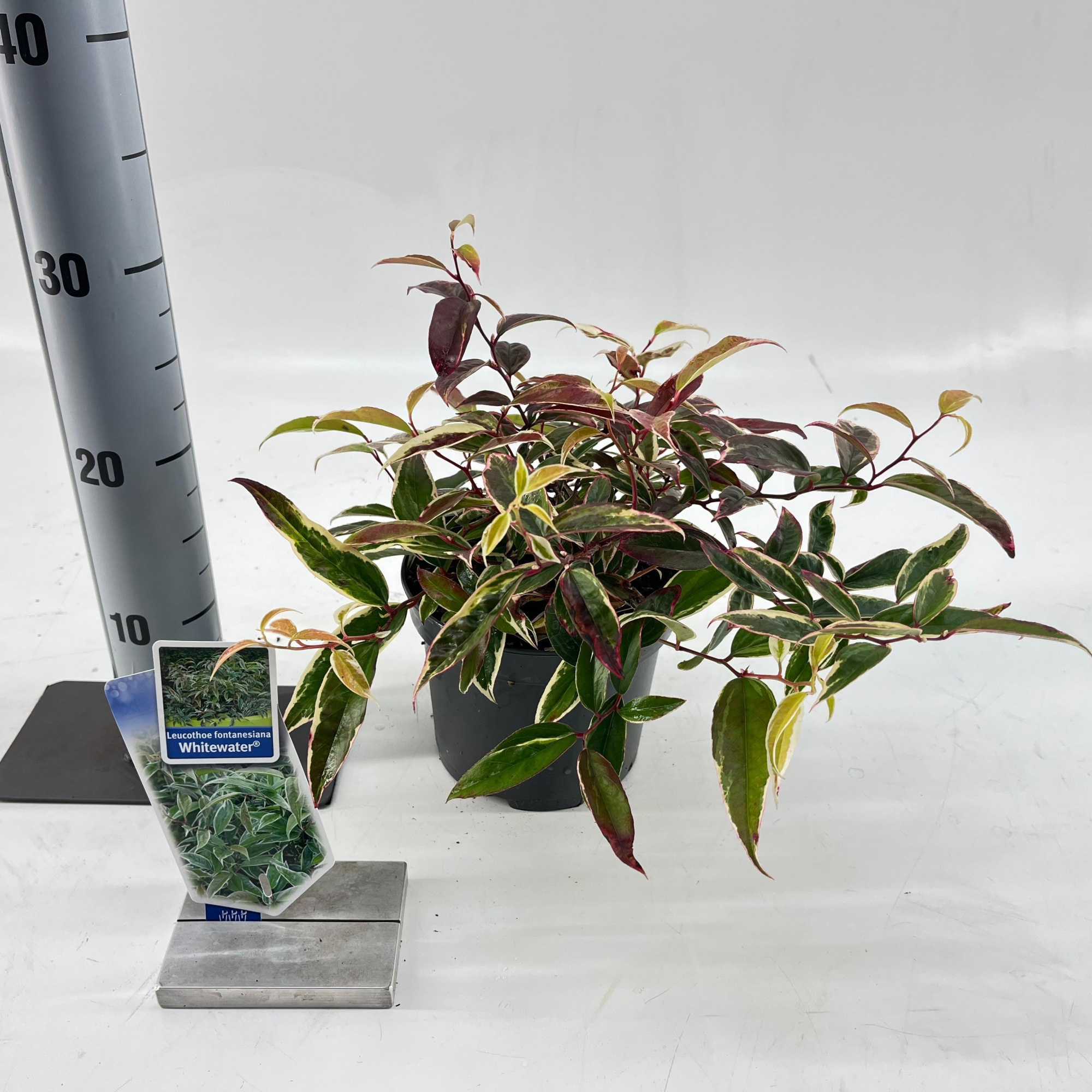 Leucothoe fontanesiana Whitewater® ('Howw'PBR), D 17 cm