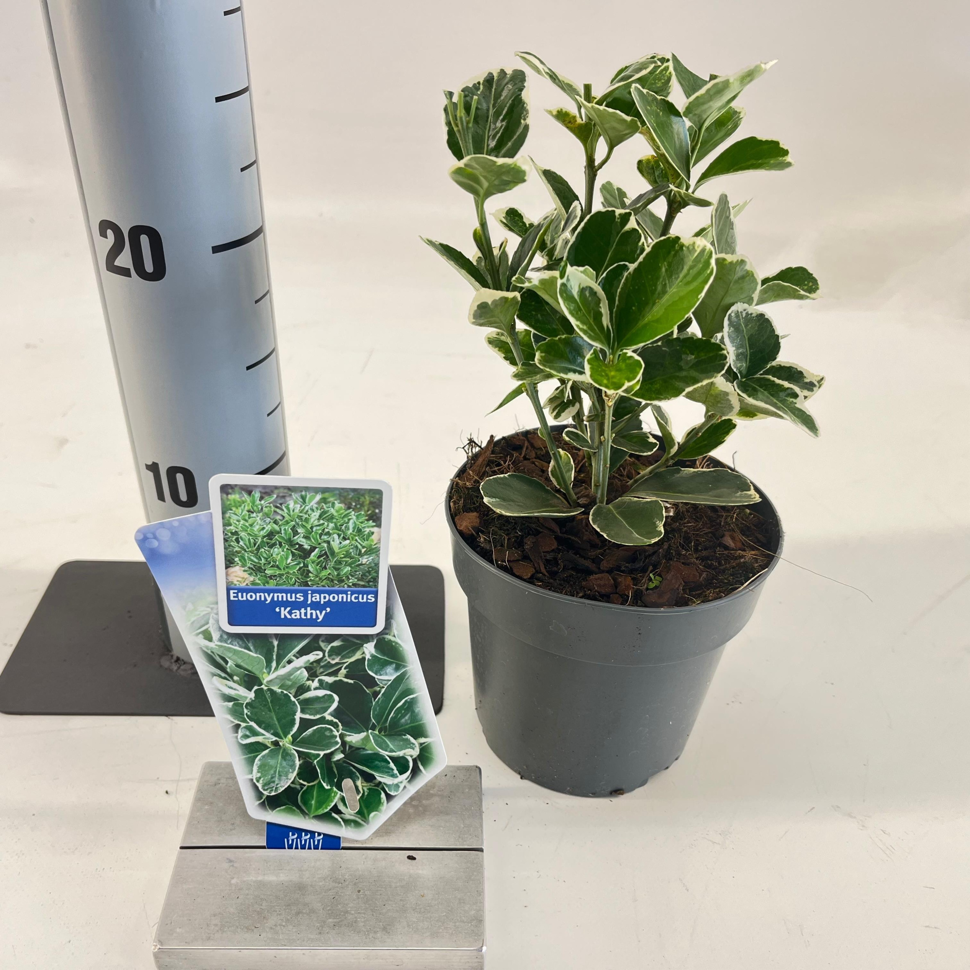 Euonymus jap. 'Kathy', D 13 cm