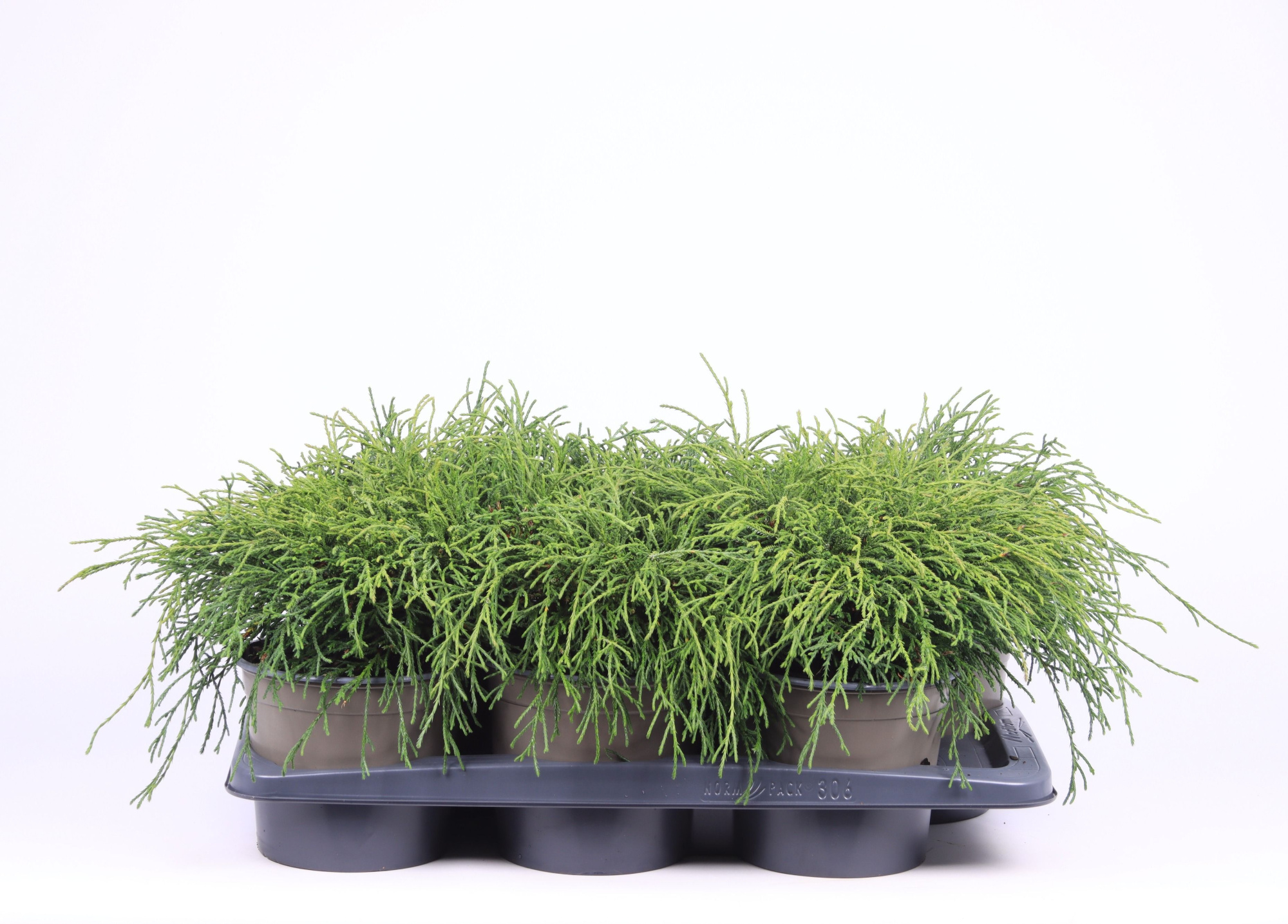 Chamaecyparis pisifera 'Filifera Nana', D 17 cm