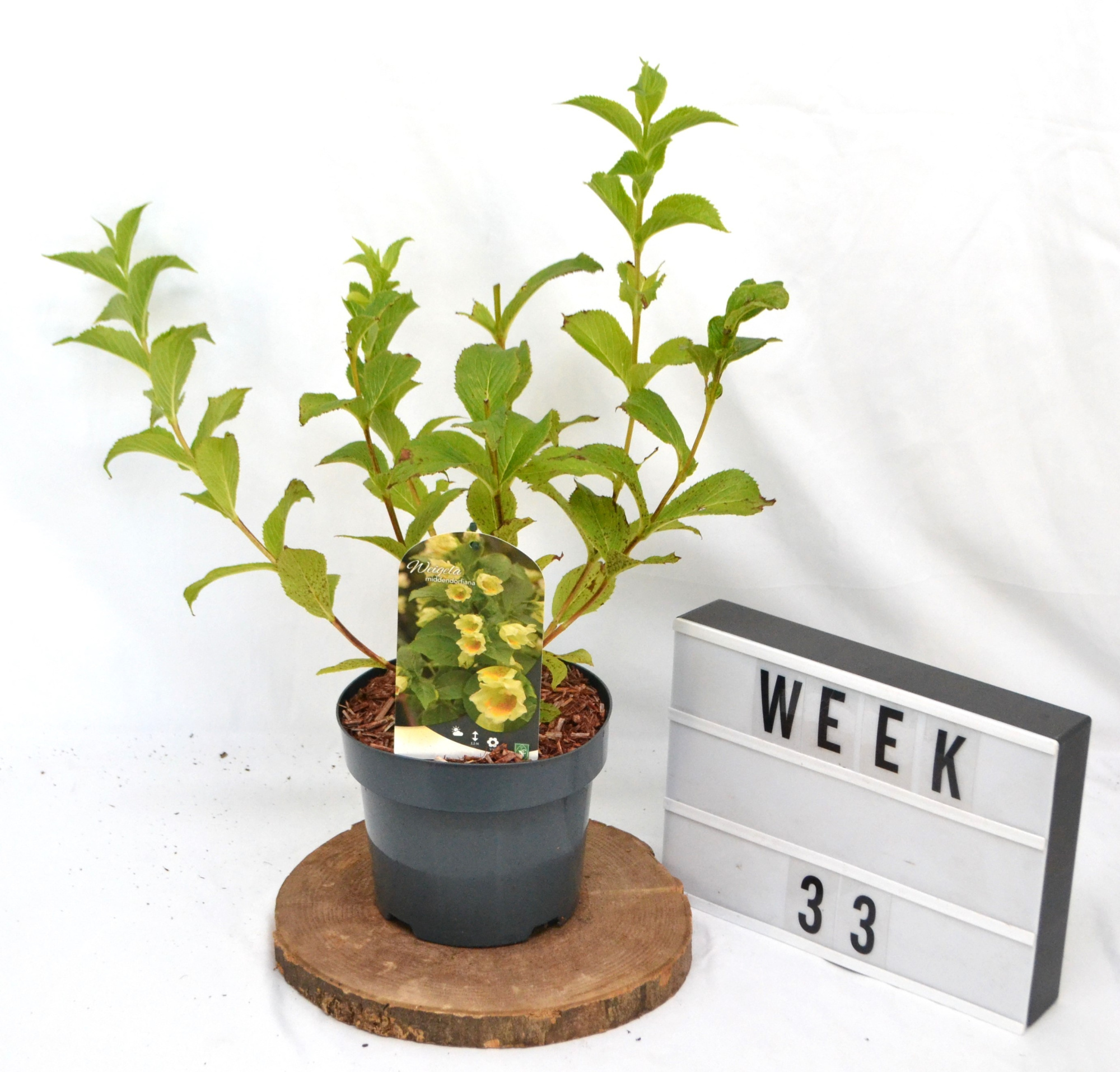 Weigela Middendorffiana C3, D 19 cm