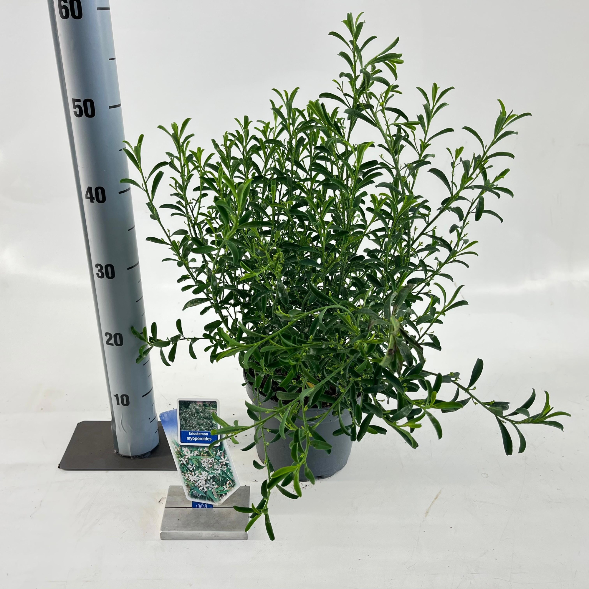 Eriostemon myoporoides, D 19 cm