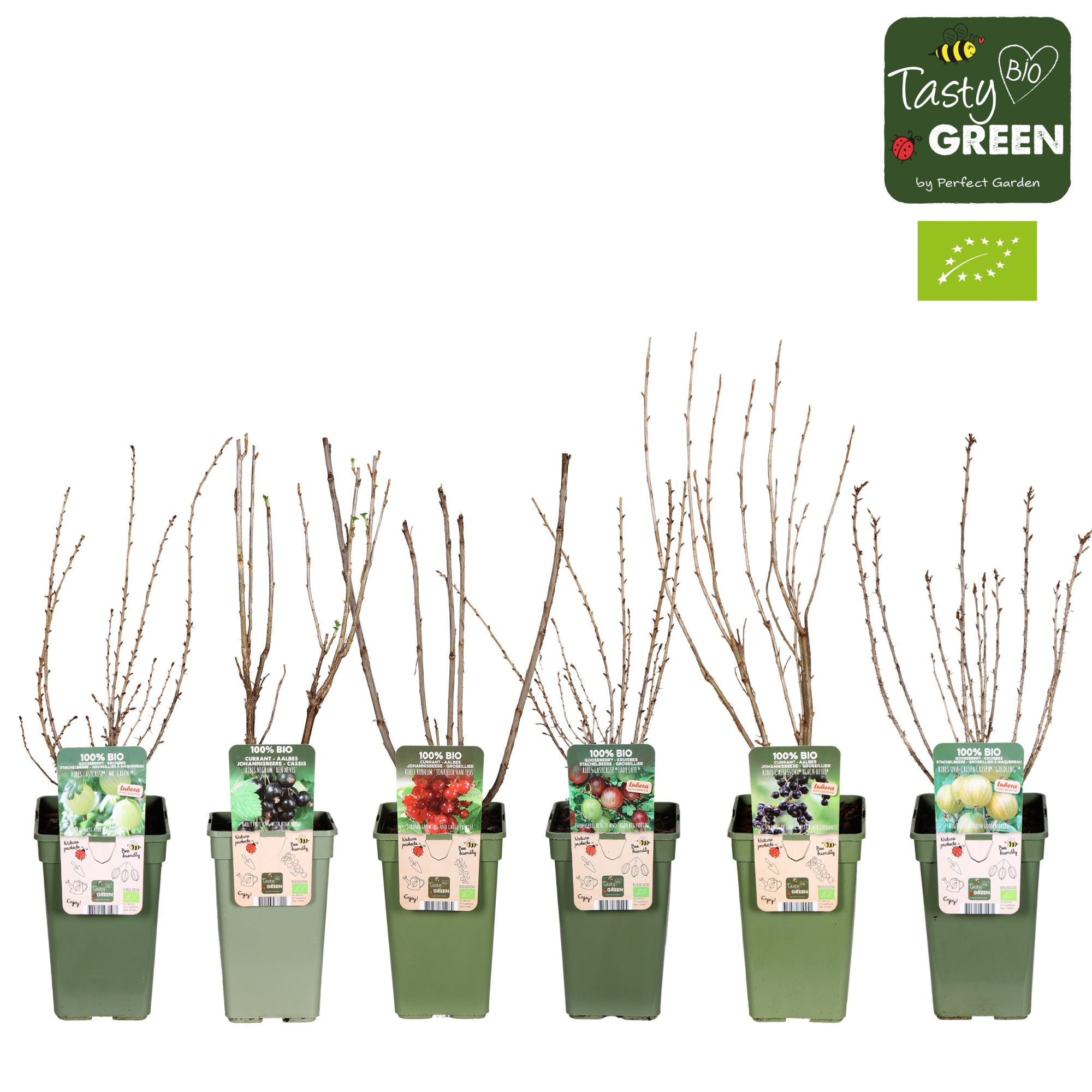 Ribes mix laag bio P19, D 19 cm