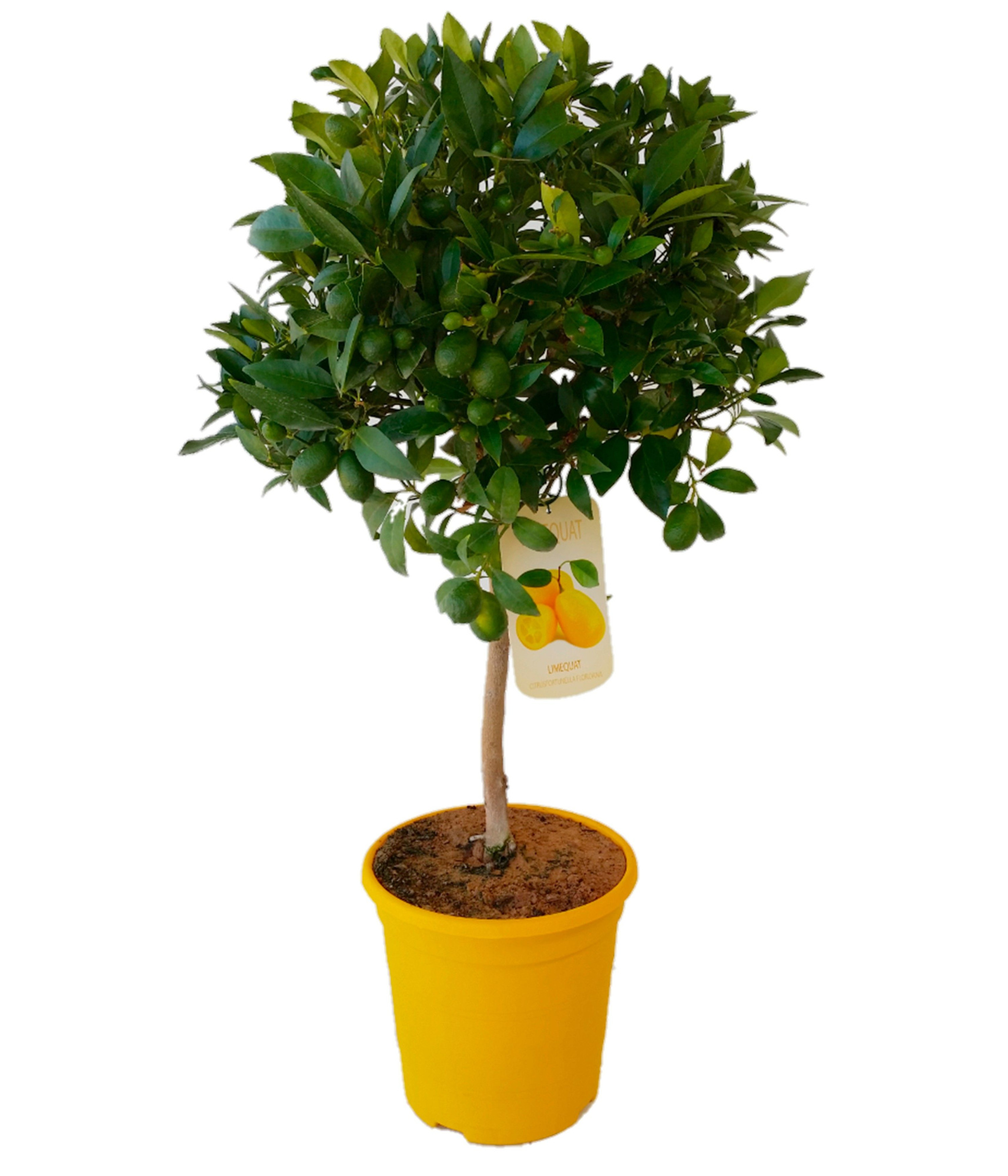 Lemon Citrus stem C23, D 23 cm