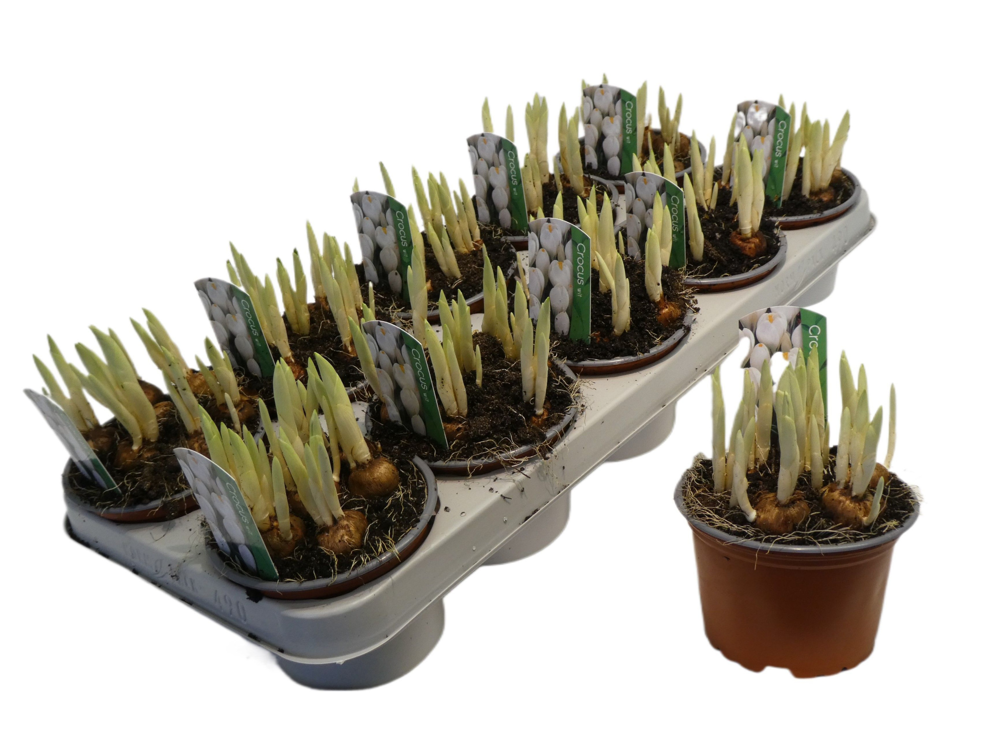 Crocus vernus 'Jeanne d'Arc', D 12