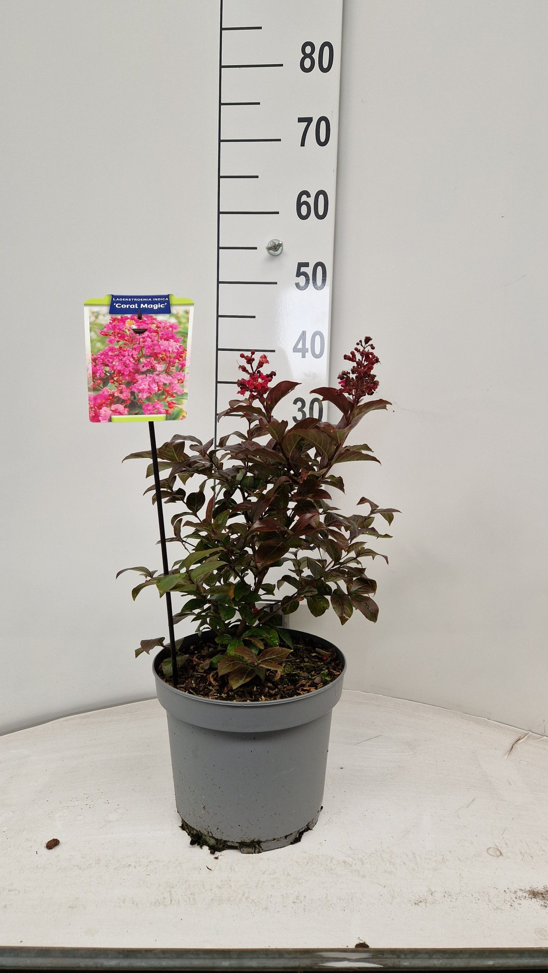 Lagerstroemia indica 'Coral Magic', D 23 cm
