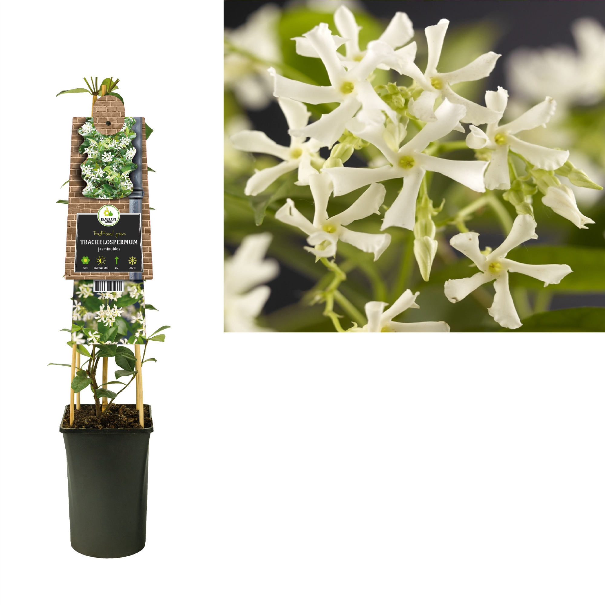 Trachelospermum jasminoides +3.0 label, D 17