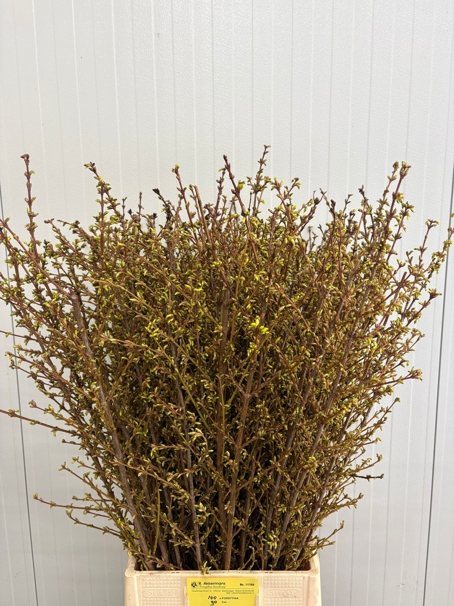 Форзиция Спектабилис 90 (желт.), шт.