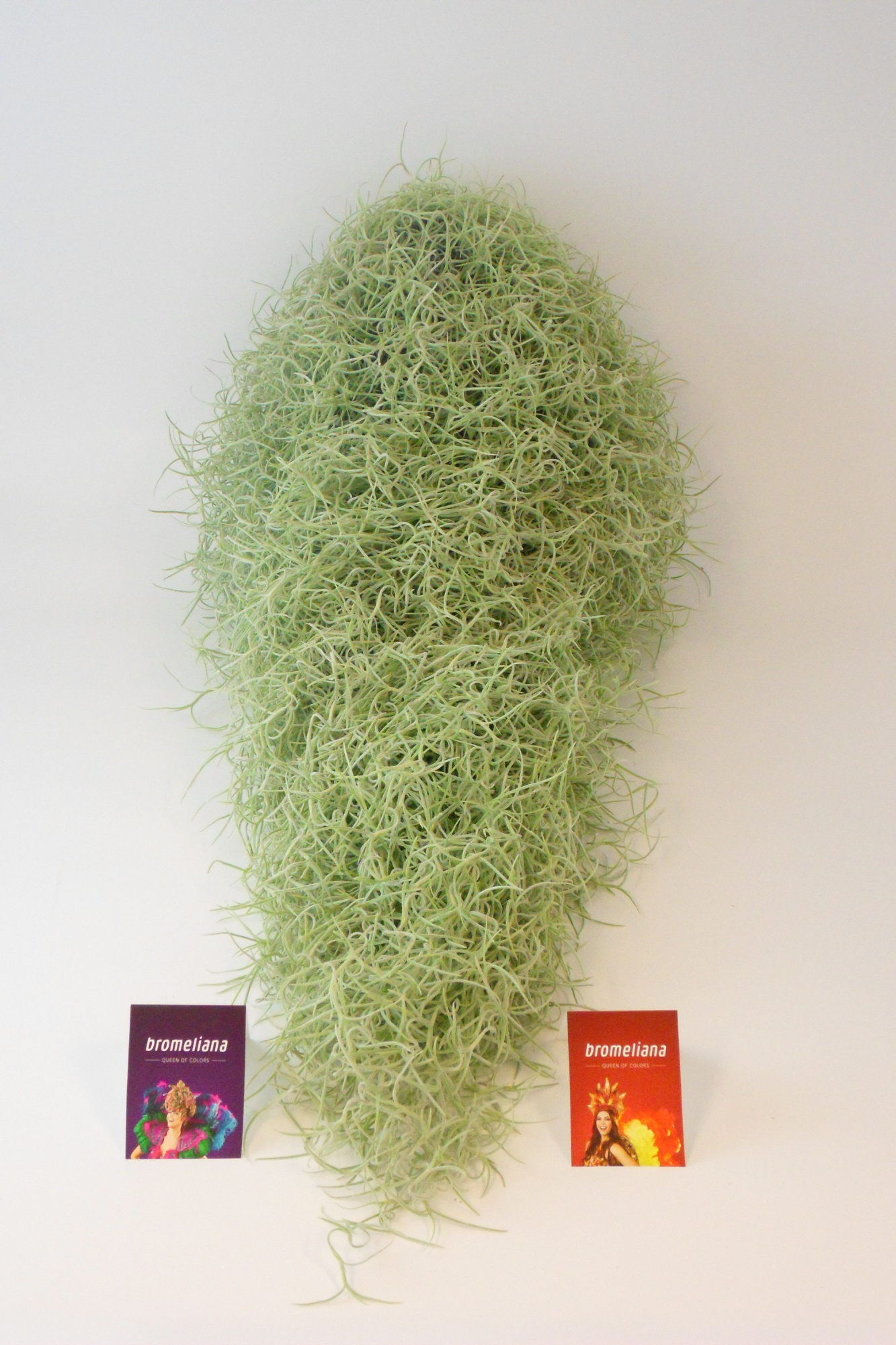 Tillandsia Usneoides, D 100 cm