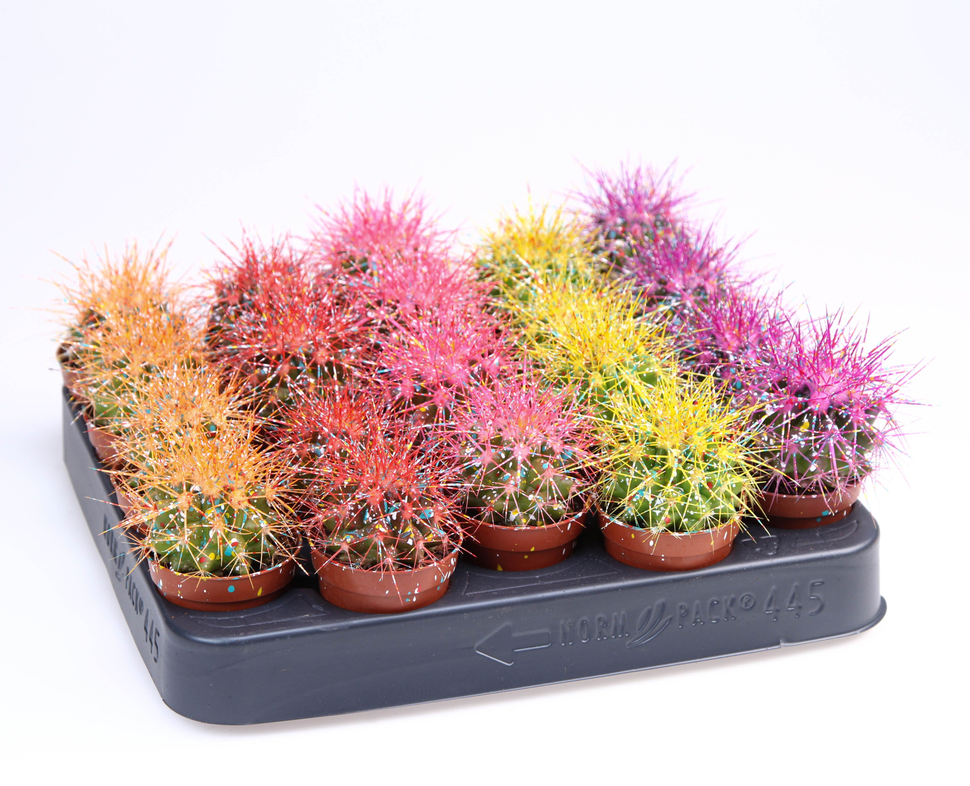 Grusonii rainbow sprinkle mix, D 5,5 cm