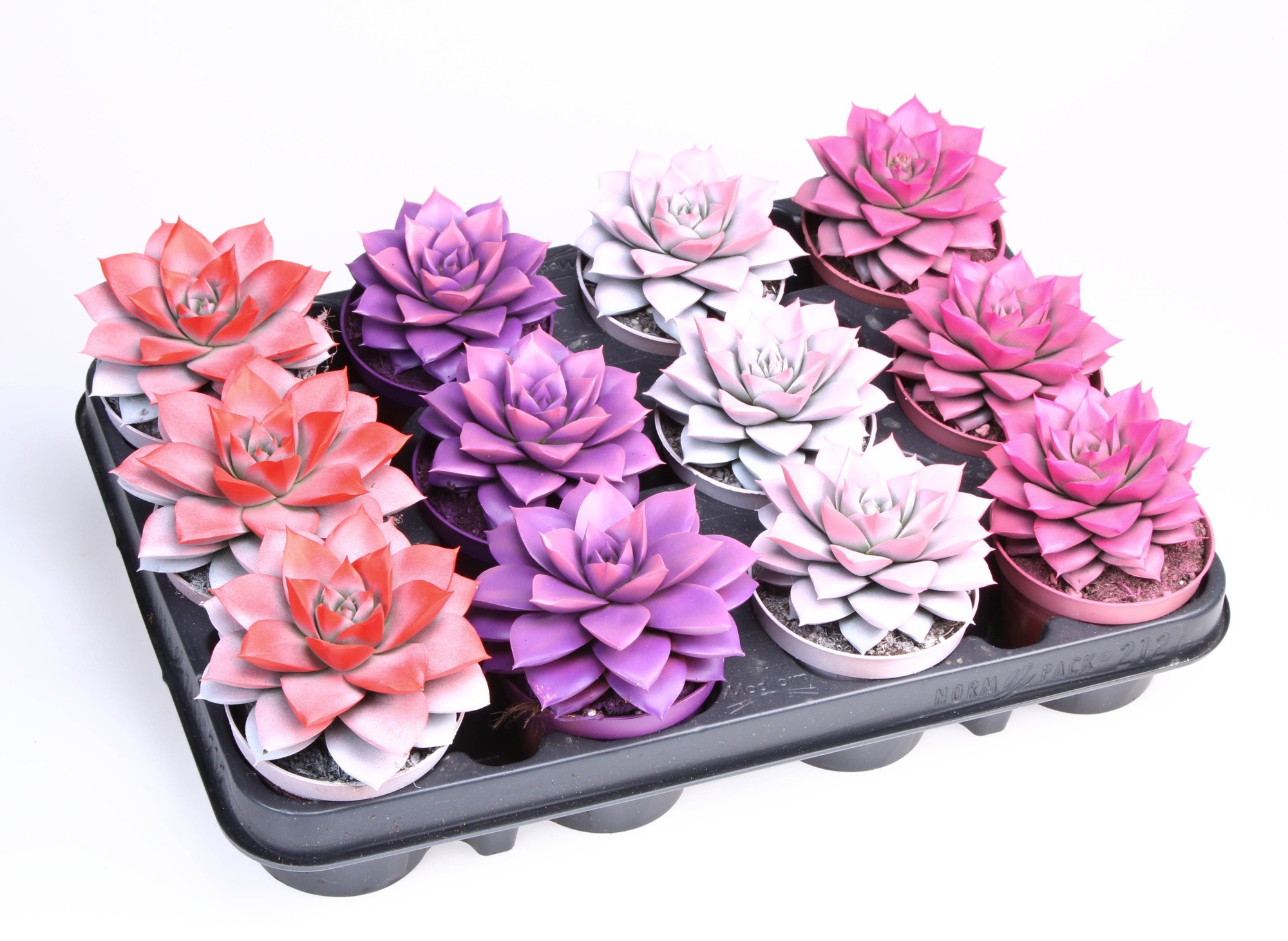 2 Colors love mix purper, D 8,5