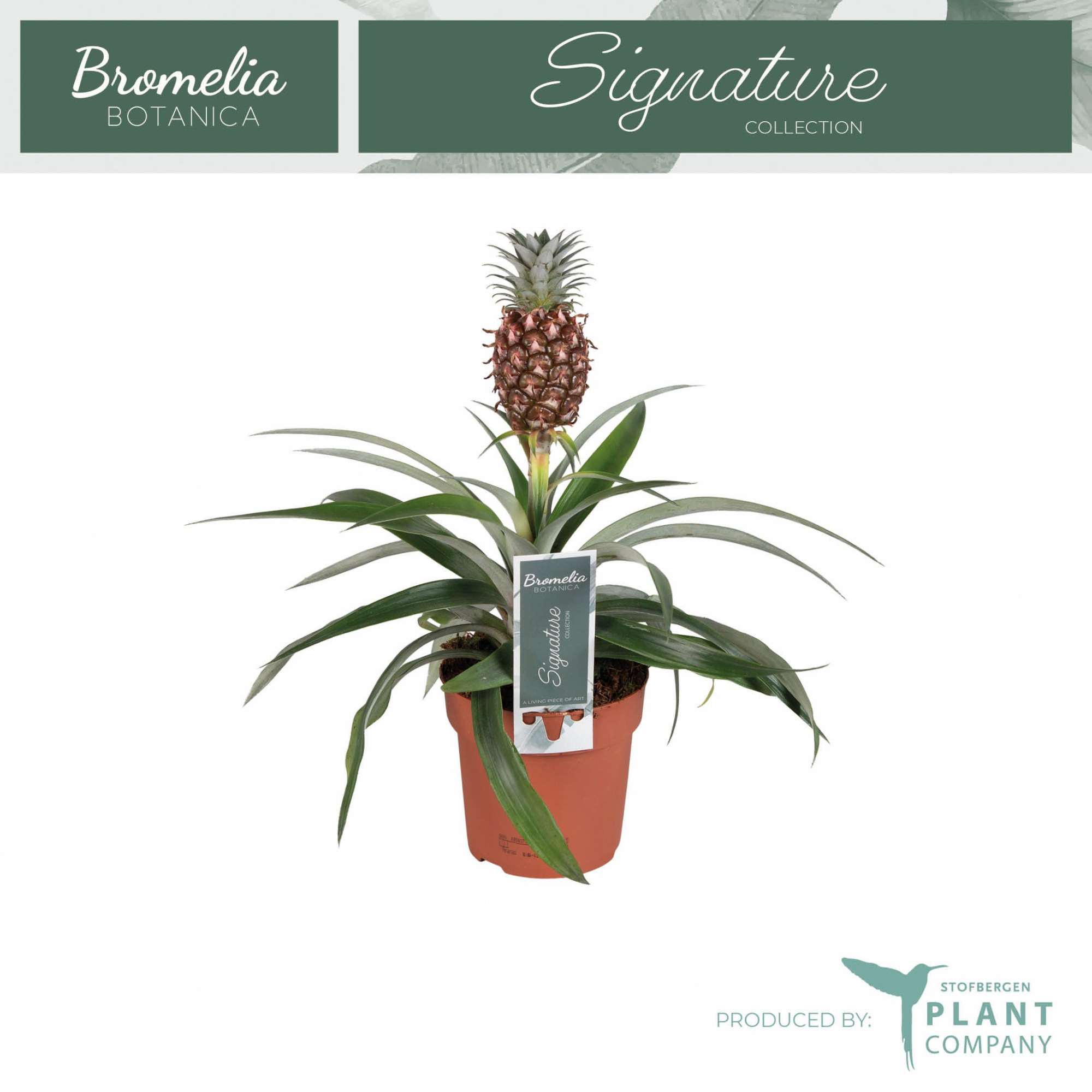 Ananas Rosita 12 cm pot, D 12 cm