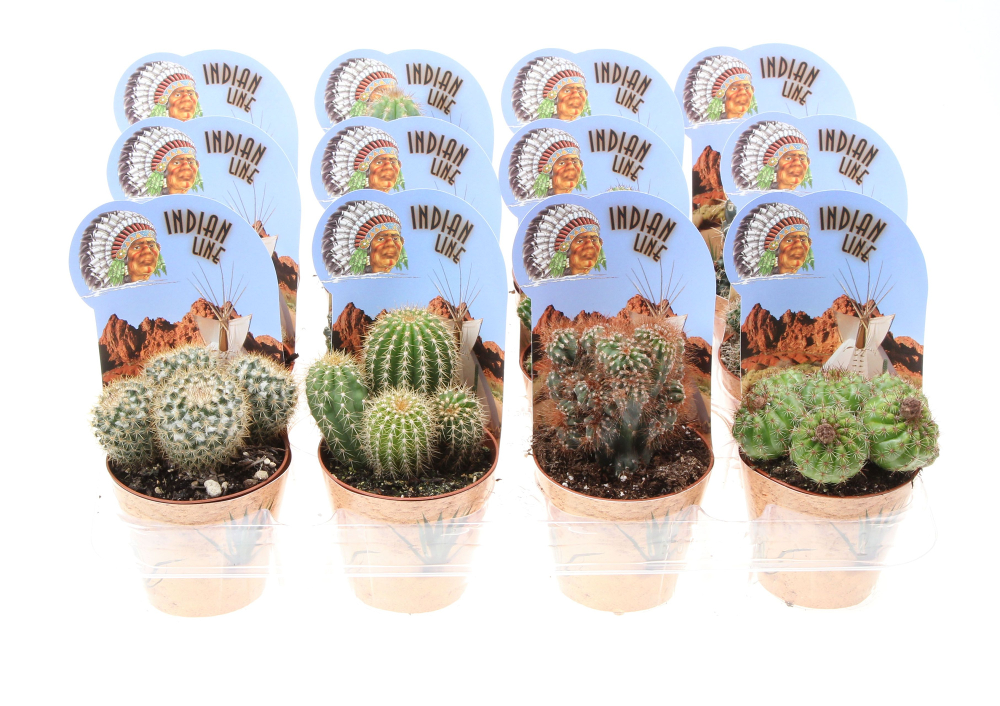 Potcover indian line cactus mix, D 8,5 cm
