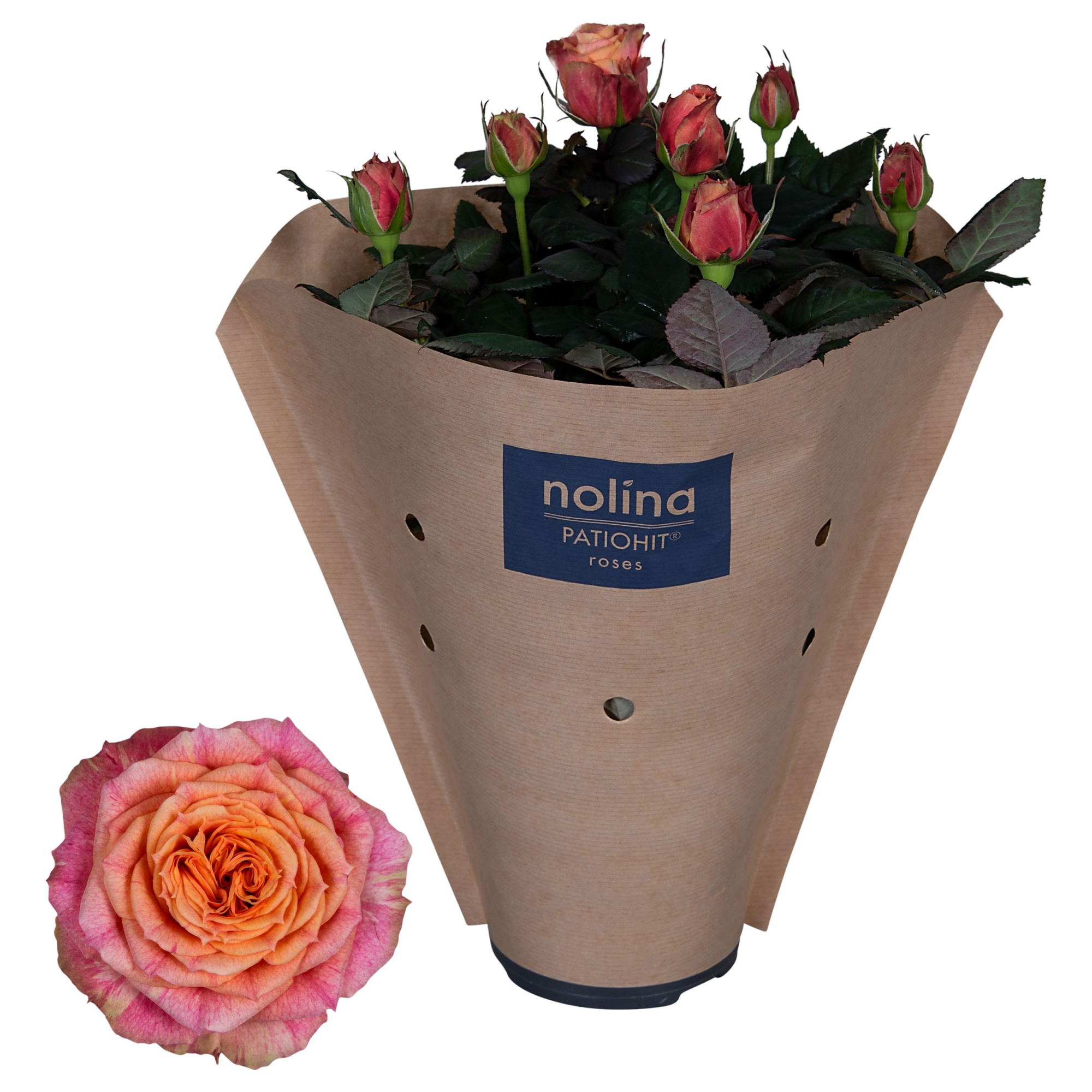 Nolina Roses Ø 13 cm Orange Paper sleeve, D 13 cm