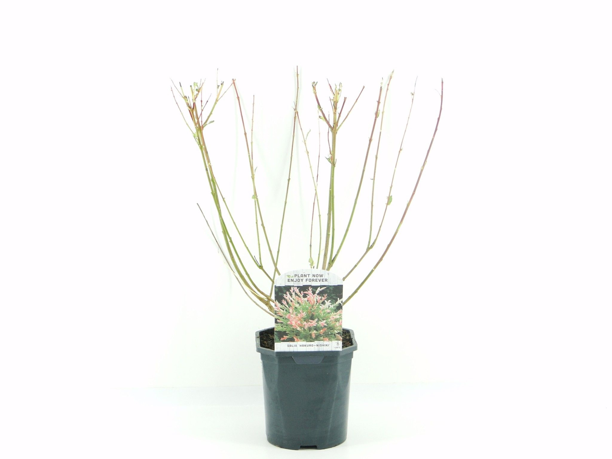 Salix grac.Mount Aso, D 17 cm