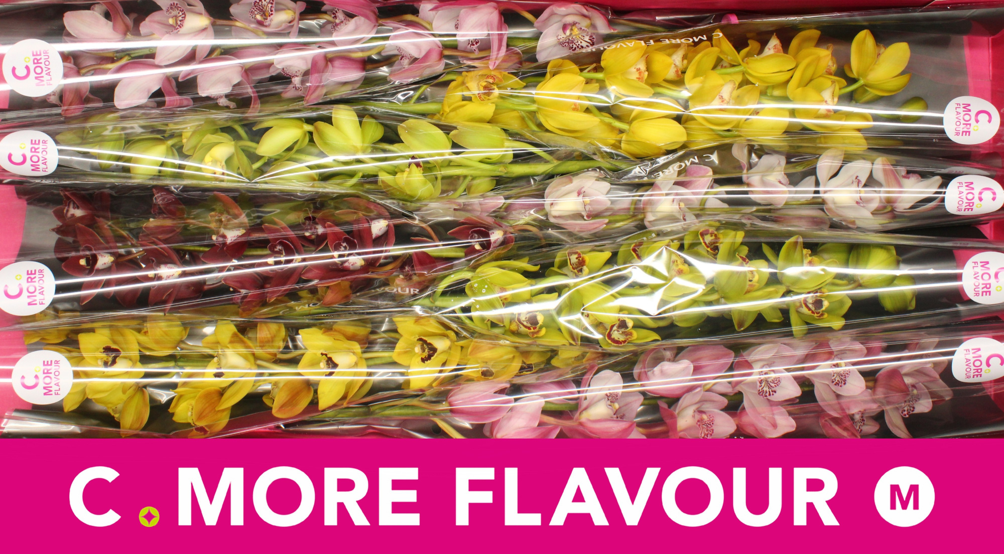 Цимбидиум мини Микс x8 70, шт.