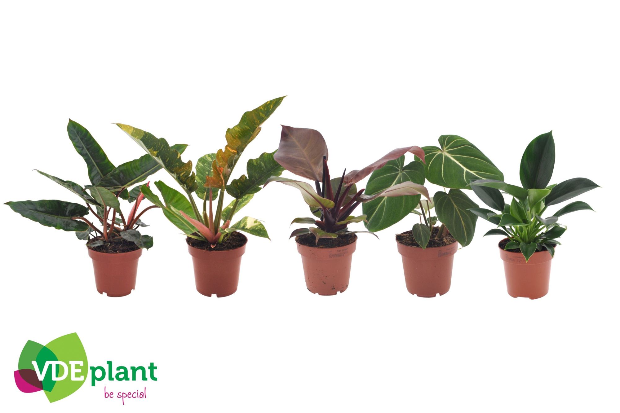 Philodendron mix 12cm, D 12 cm