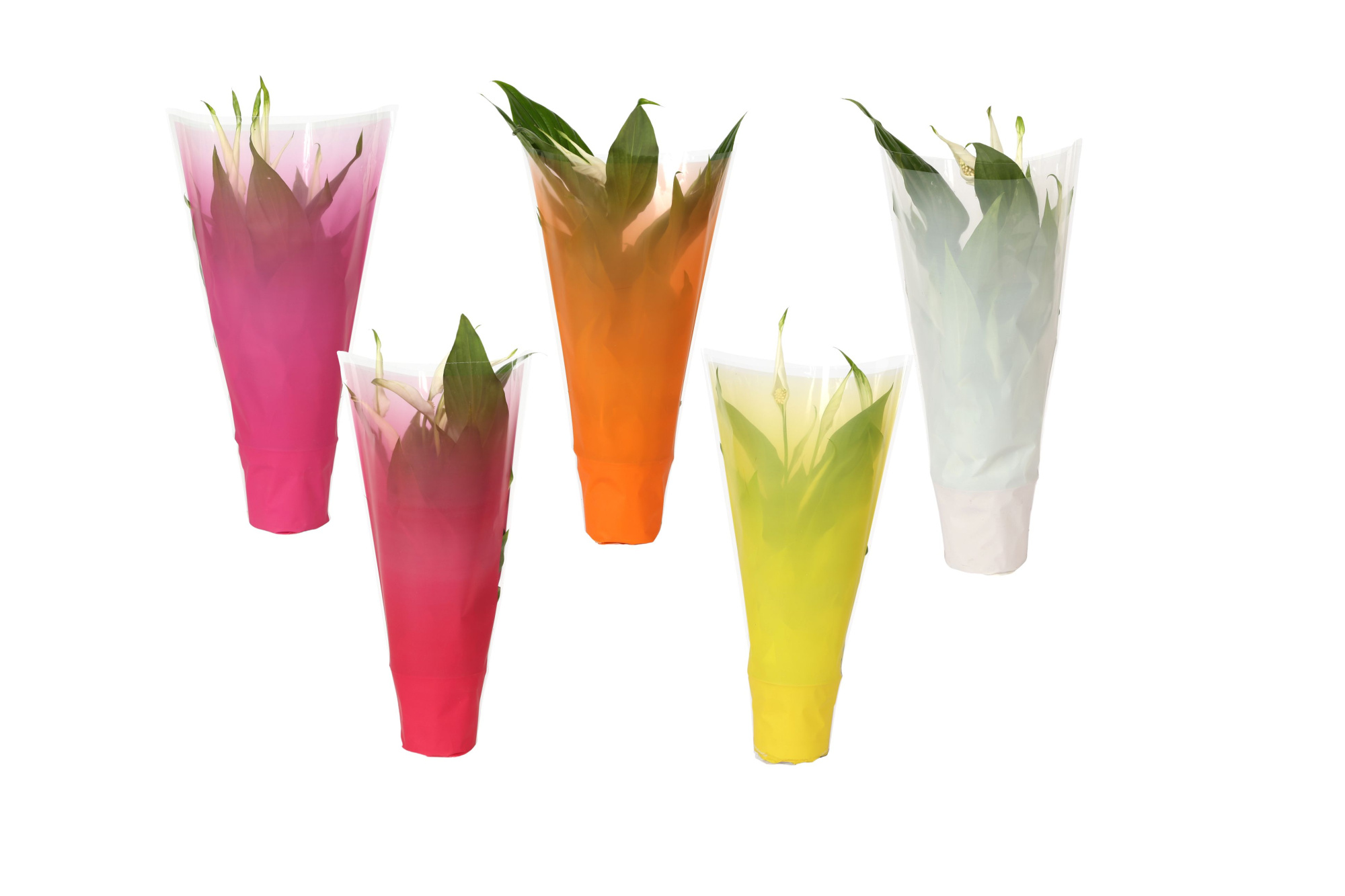 KP-794.1 - Spathiphyllum 9cm In gekleurde hoes, mixkleuren, D 9