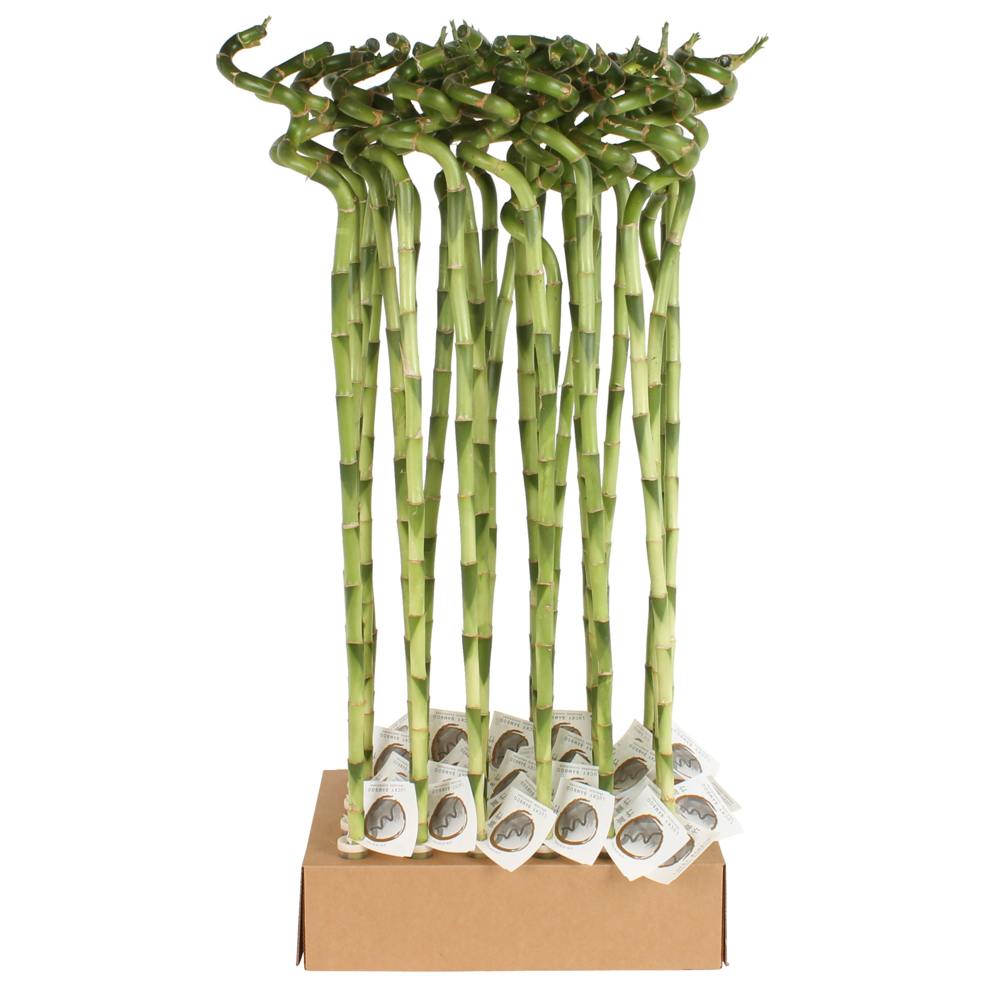 Lucky Bamboo Stem Spiral 80cm in Tube & Karton Tray, D 5 cm