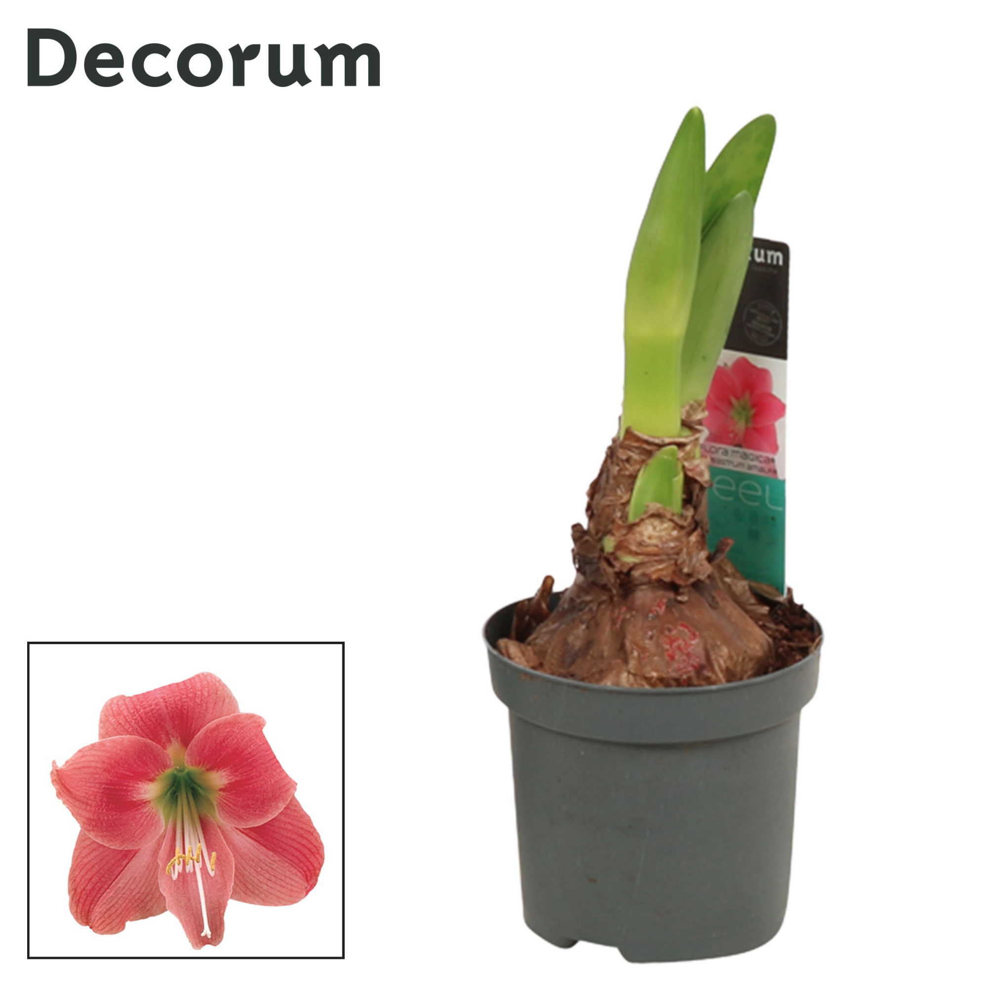 Amaryllis Kolibri Amalfi 2 knop (Decorum), D 9 cm